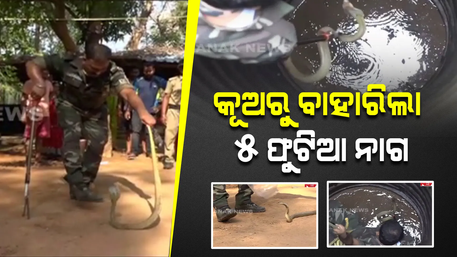 ଗଭୀର କୂଅ ଭିତରୁ ଉଦ୍ଧାର ହେଲା ବିଷଧର ନାଗ । ପାଣି ଭିତରୁ ୫ ଫୁଟର ନାଗକୁ ଉଦ୍ଧାର କଲେ ବନବିଭାଗ ଟିମ୍