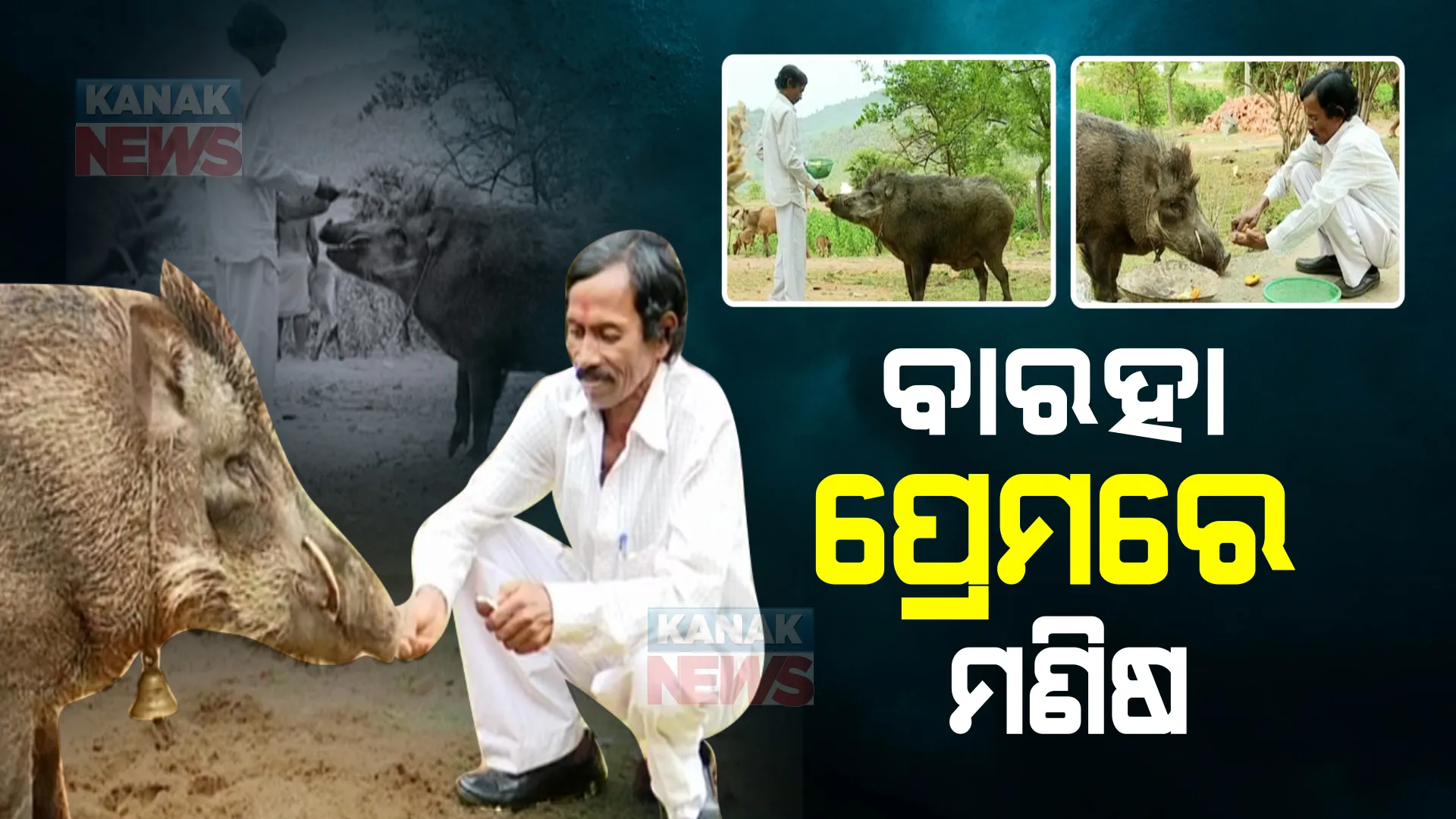 ଜଙ୍ଗଲୀ ଜନ୍ତୁ ଓ ମଣିଷର ନିବିଡ ସମ୍ପର୍କର କାହାଣୀ : ନାଁ ଧରି ଡାକିଲେ ଛୁଟି ଆସୁଛି ଜଙ୍ଗଲୀ ବାରହା