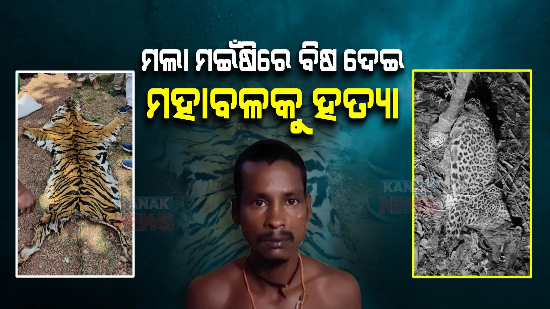 କେନ୍ଦୁଝରରେ ଚାଞ୍ଚଲ୍ୟ । ମଲା ମଇଁଷିରେ ବିଷ ଦେଇ ମହାବଳକୁ ହତ୍ୟା