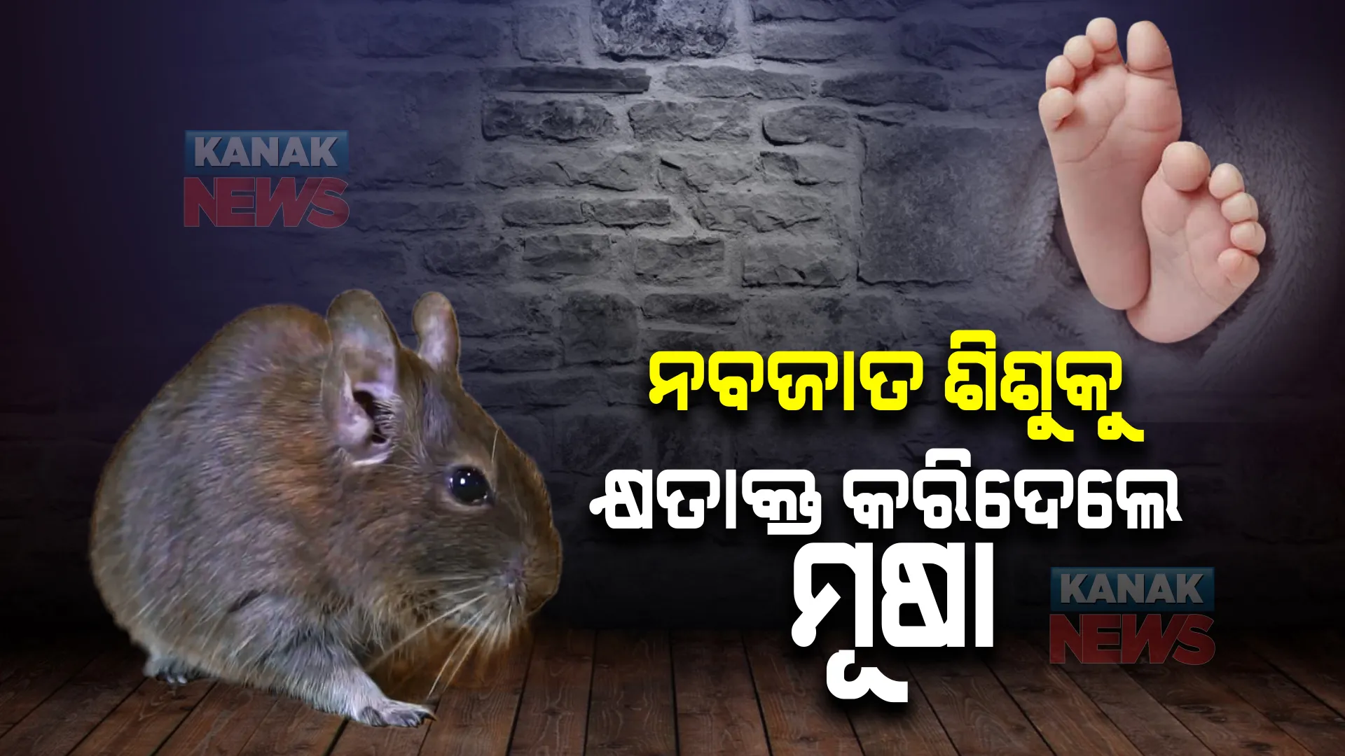 ସରକାରୀ ହସ୍ପିଟାଲରେ ଦୂରାବସ୍ଥା । ନବଜାତ ଶିଶୁକୁ କାମୁଡି କ୍ଷତାକ୍ତ କରିଦେଲେ ମୂଷା