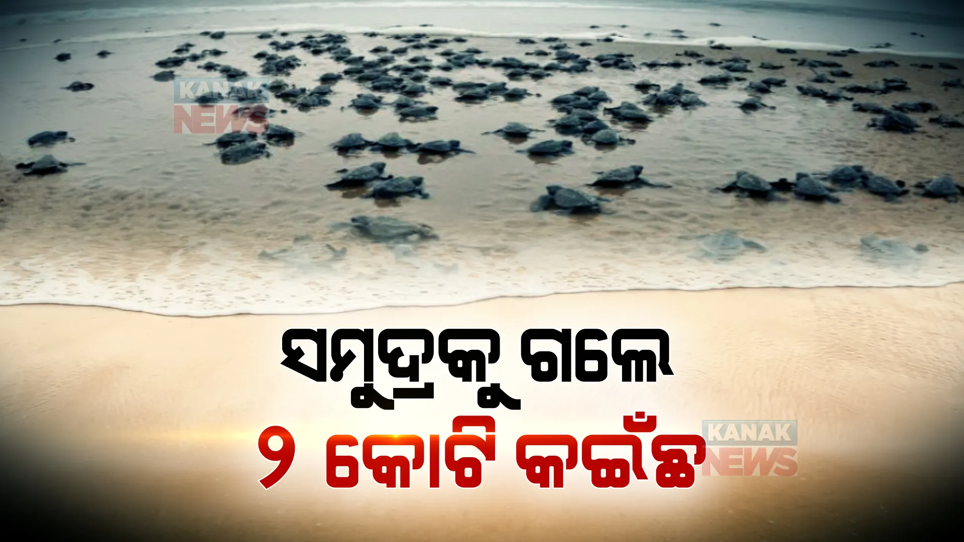ଶୀତଳ ସନ୍ଧ୍ୟାରୁ କଅଁଳ ସକାଳ । କୋଟି କୋଟି ଅଲିଭ ରିଡଲେ କଇଁଛ ଯାଉଛନ୍ତି ସମୁଦ୍ର କୋଳକୁ ।