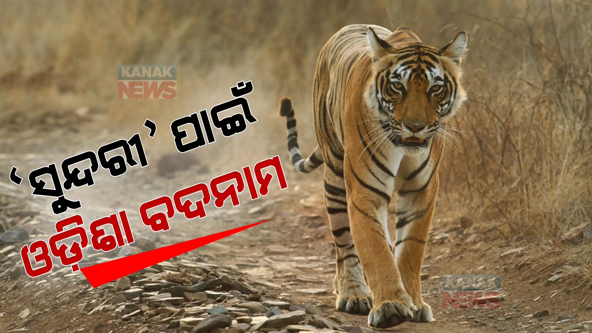 ବାଘୁଣୀ ପାଇଁ ବଦନାମ ହେଲା ଓଡିଶା । ଅନ୍ଧାରକୁ ଠେଲି ହୋଇଗଲା ବାଘୁଣୀ ସୁନ୍ଦରୀର ଭବିଷ୍ୟତ । ଓଡ଼ିଶାକୁ ଦାୟୀ କଲେ କାହ୍ନା ଜାତୀୟ ଉଦ୍ୟାନ କର୍ତ୍ତୃପକ୍ଷ ।