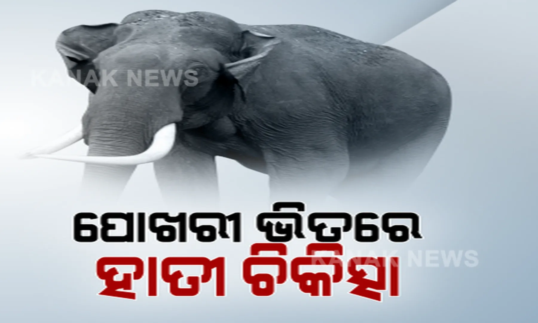 ପୋଖରୀ ହୁଡାରେ ହାତୀ ଚିକିତ୍ସା । ୩ ଦିନ ହେଲା ସମ୍ବଲପୁରରେ ପୋଖରୀରୁ ବାହାରି ପାରୁନଥିଲା ଅସୁସ୍ଥ ହାତୀ, ଖାଉନଥିବାରୁ ୧୫ ଦିନ ଯାଏଁ ଦିଆଯିବ ସାଲାଇନ୍ ।