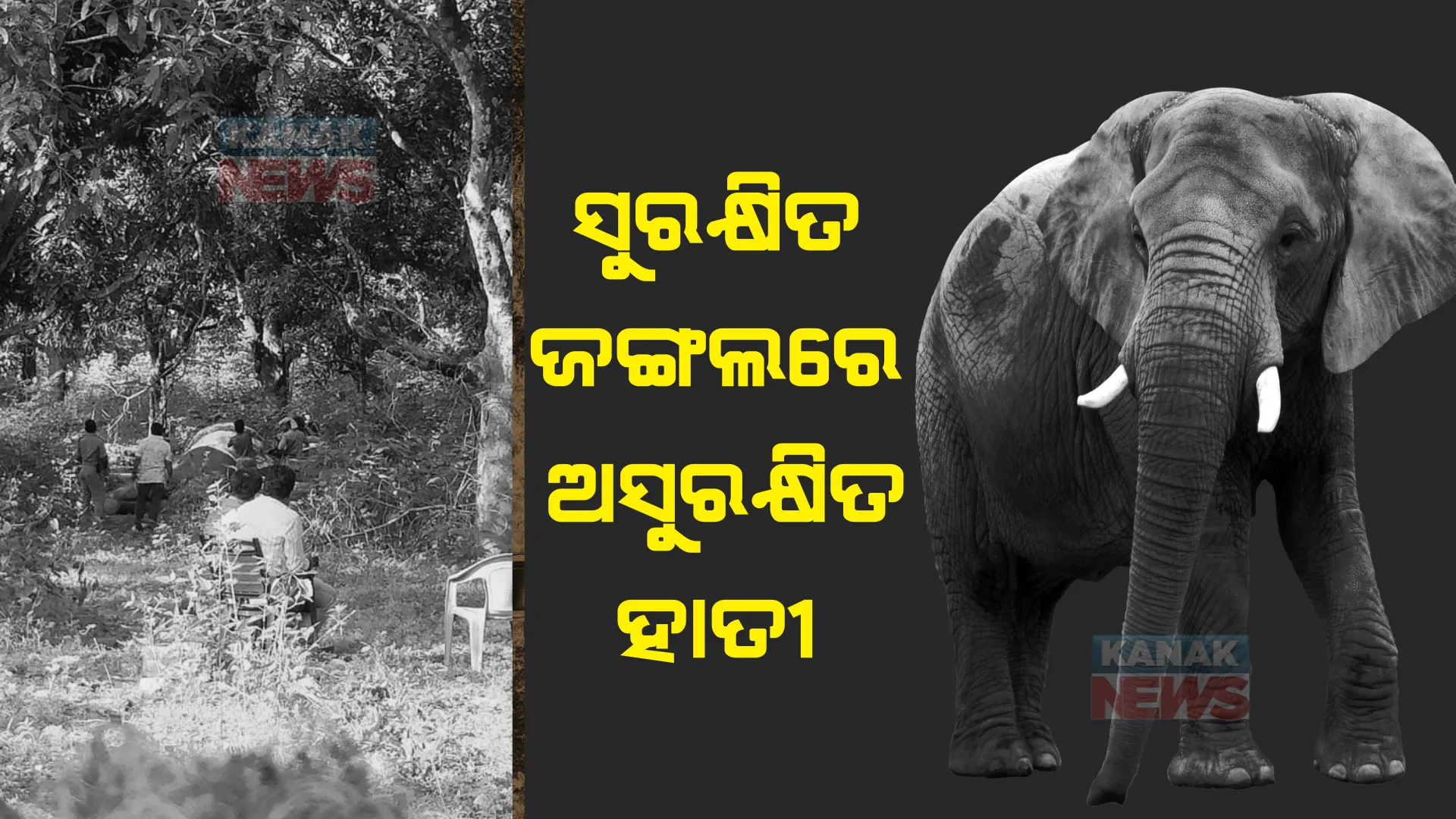 ପୁଣି ବିଦ୍ୟୁତ ତାର ଲାଗି ଗଲା ଦନ୍ତାର ଜୀବନ : ବନ୍ୟଜନ୍ତୁ ଶୀକାର ପାଇଁ ବିଦ୍ୟୁତ ତାର ବିଛାଇଥିଲା ଶିକାରୀ