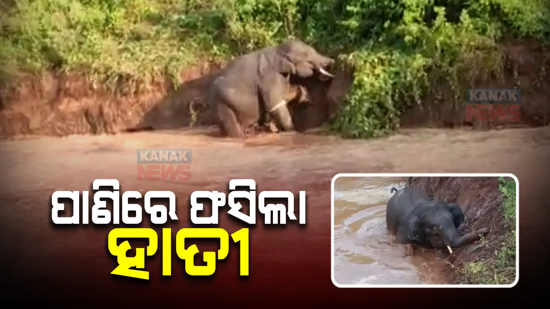 ପାଣି ପିଇବାକୁ ଯାଇ ପୋଖରୀରେ ଫଶିଲା ହାତୀ : ୫ ଘଣ୍ଟା ହେଲା ଉଦ୍ଧାର ପାଇଁ ବନ ବିଭାଗ ନାକେଦମ୍