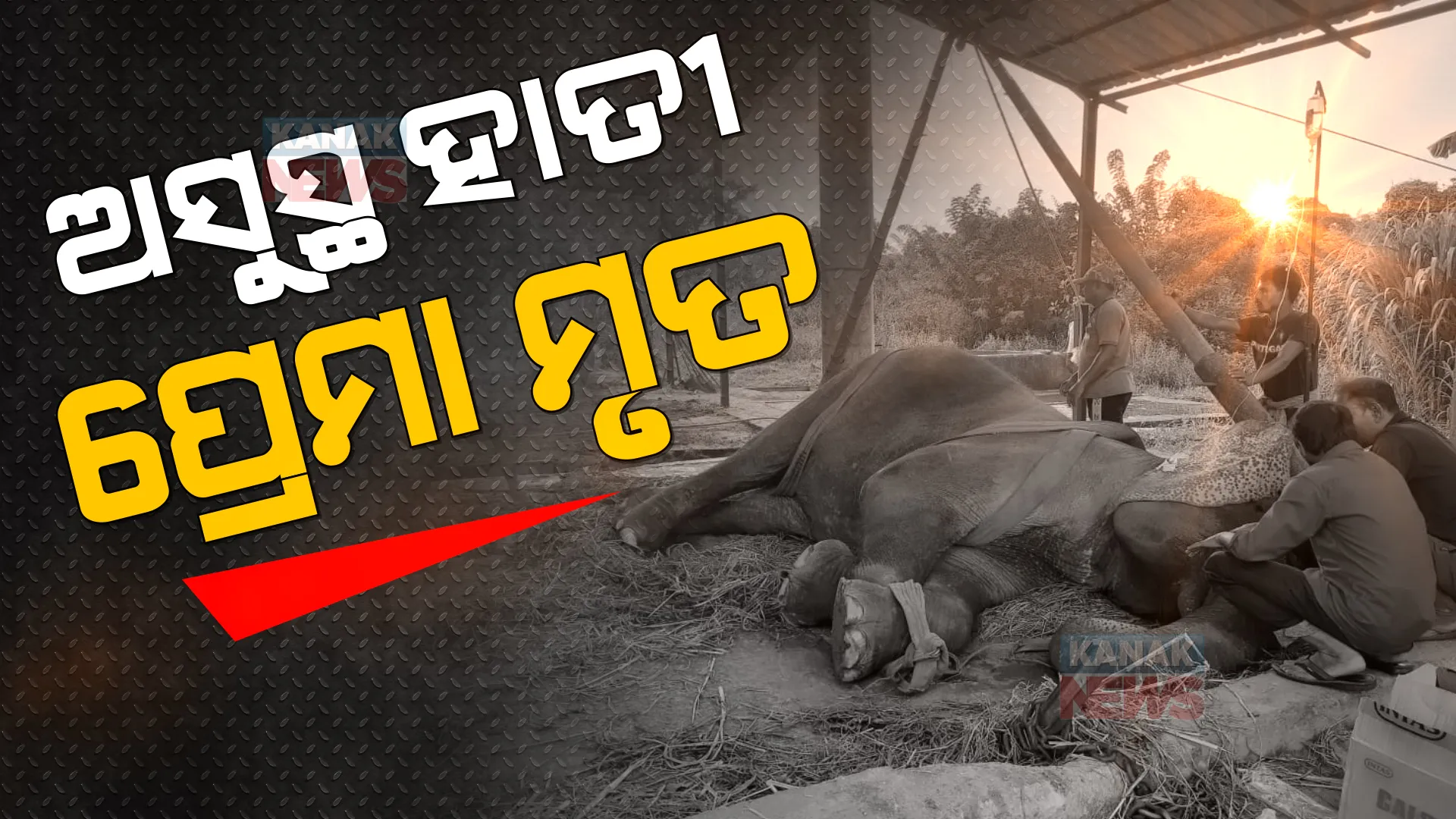 ନନ୍ଦନକାନନରେ ଅସୁସ୍ଥ ହାତୀ ପ୍ରେମାର ମୃତ୍ୟୁ: ଏବେ ଆଉ ୩ ହାତୀ ଥିବା ସୂଚନା