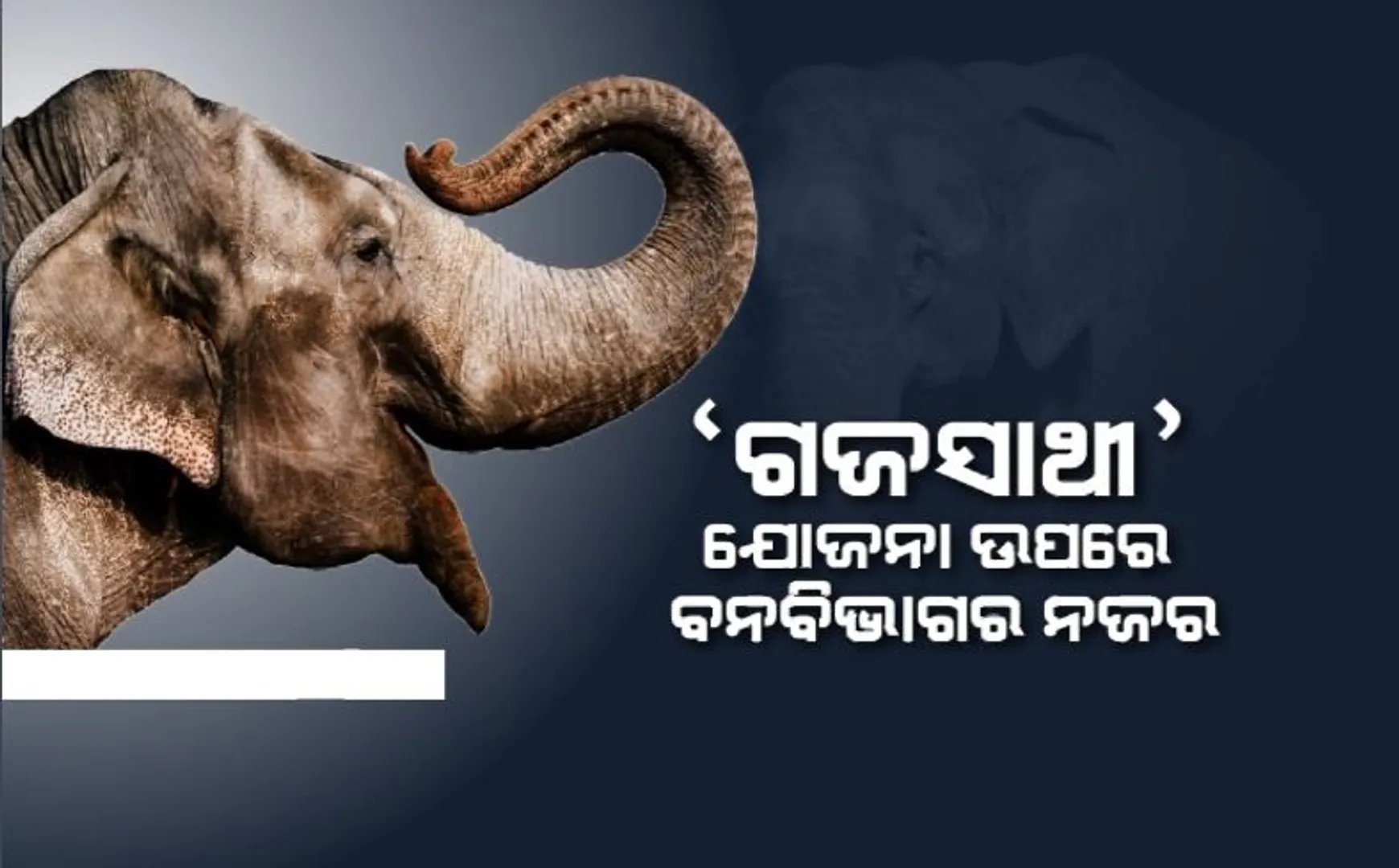 ଛୁଆକୁ ଭେଟିଲା କଟକ ଜଗତପୁରରେ ଆତଙ୍କ ଖେଳାଇଥିବା ହାତୀ। ନଜର ରଖିଛି ବନବିଭାଗର ସ୍ୱତନ୍ତ୍ର ଟିମ୍। 