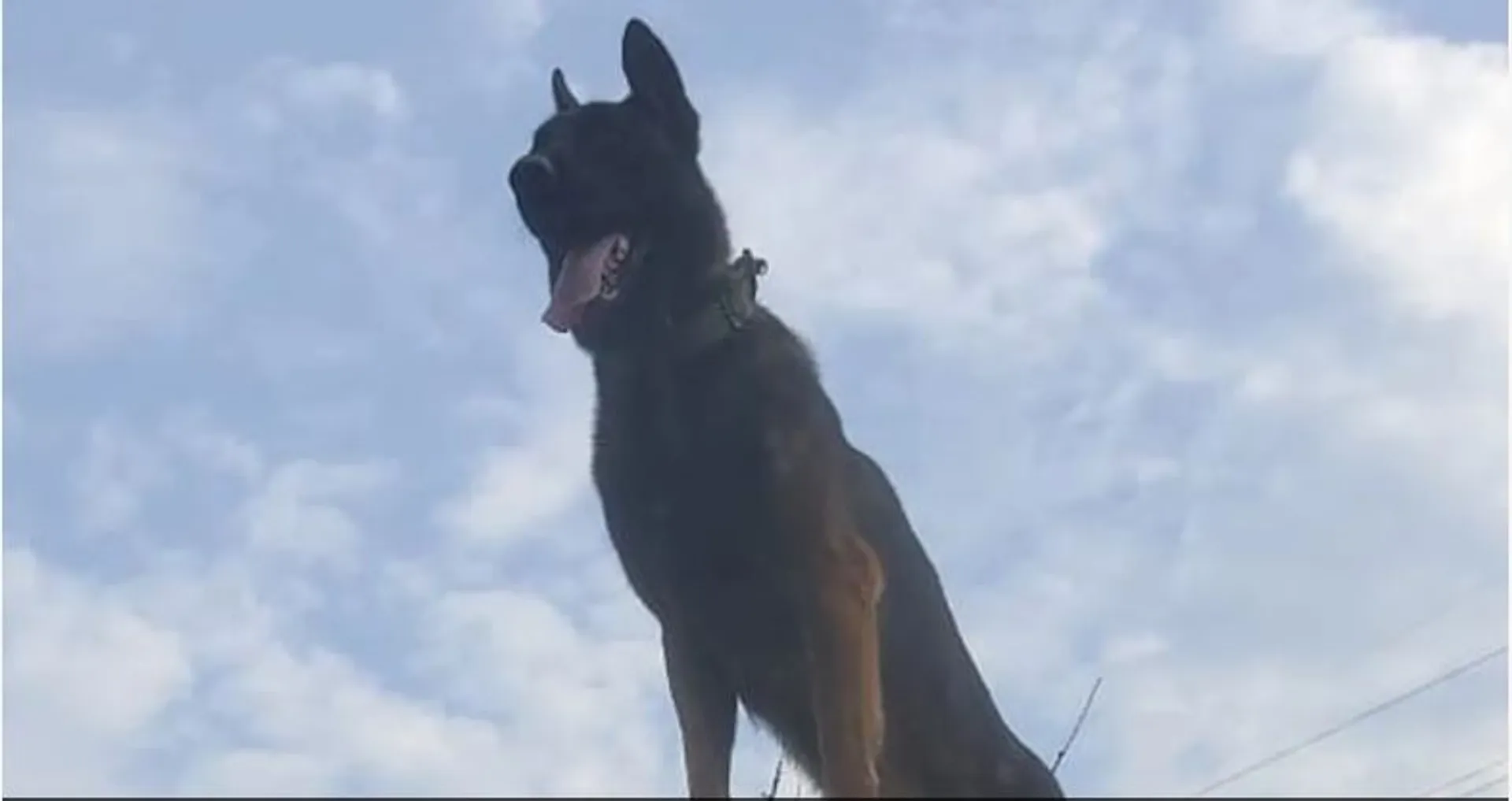 ଜୀବନ ଯୁଦ୍ଧରେ ହାରିଗଲା ଜୁମ୍। ଗୁଳିଖାଇ ଆତଙ୍କବାଦୀଙ୍କ ସହ କରିଥିଲା ସଙ୍ଘର୍ଷ।