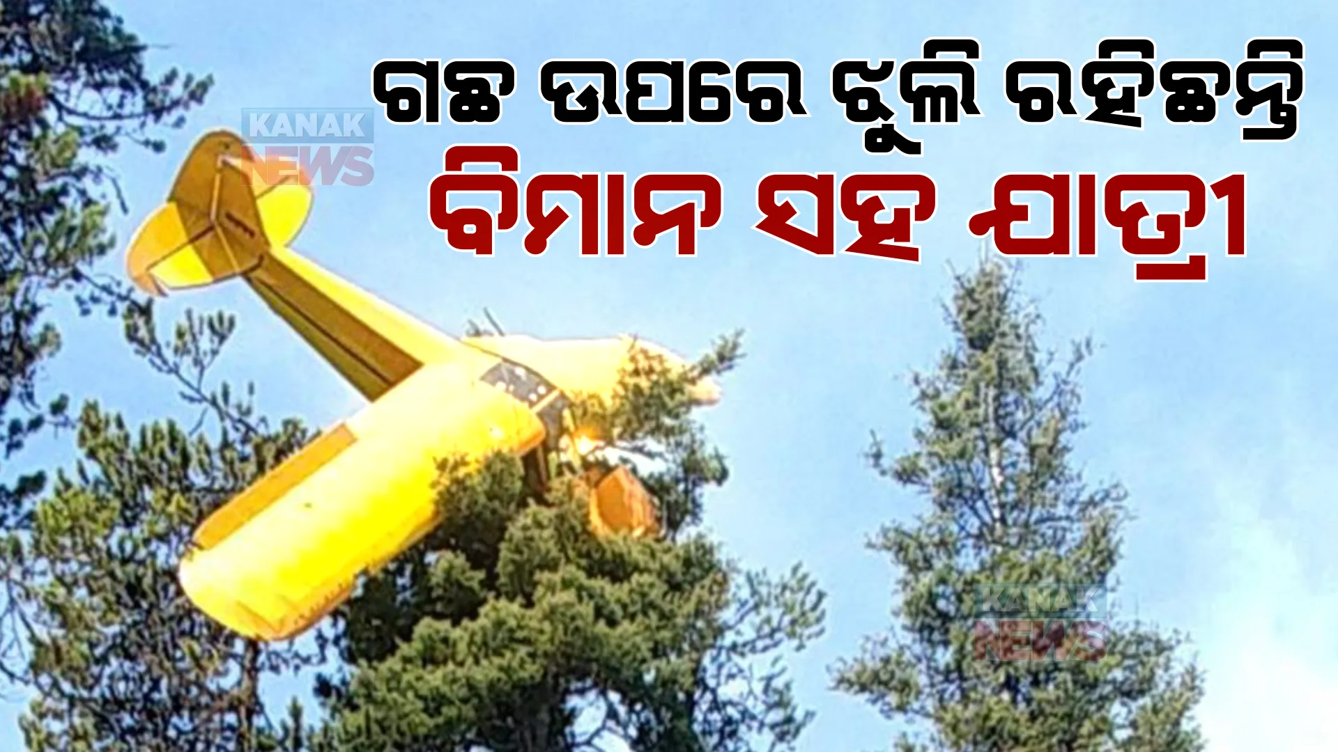 ଦୁର୍ଘଟଣା ପରେ ଏମିତି ହେଲା, ୪୦ ଫୁଟ୍ ଗଛ ଉପରେ ଝୁଲି ରହିଲେ ବିମାନ ସହ ଯାତ୍ରୀ