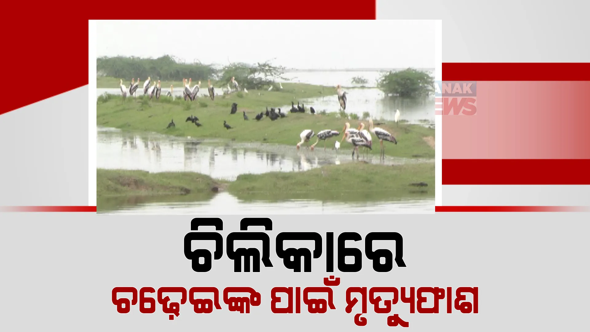 ଅସୁରକ୍ଷିତ ଚିଲିକା, ସକ୍ରିୟ ହେଲେଣି ପକ୍ଷୀ ଶିକାରୀ।