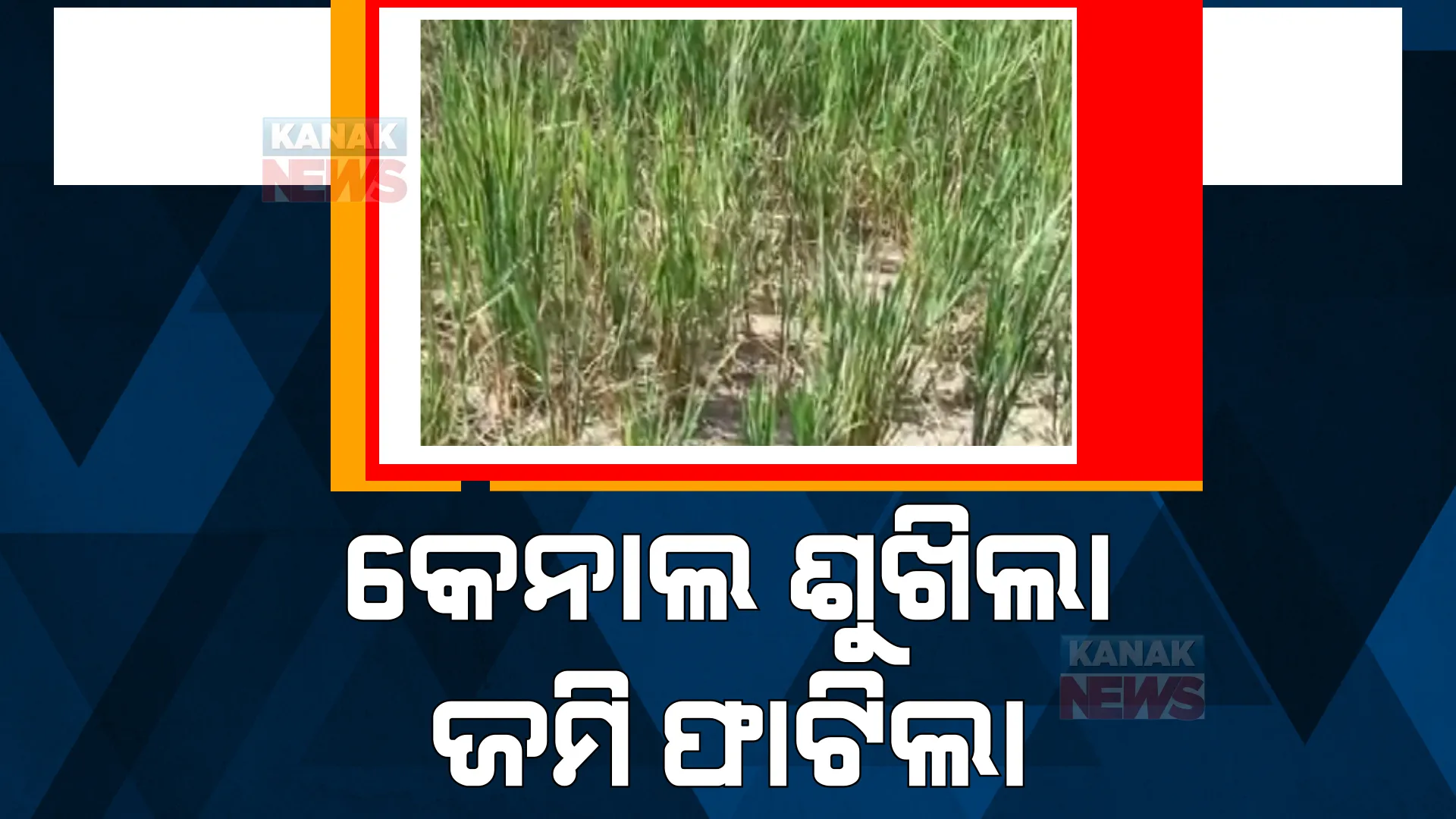 କେନାଲରେ ଆସୁନି ପାଣି, ଫାଟି ଆଁ କଲାଣି ଚାଷ ଜମି। କଙ୍କଡାହାଡ ବ୍ଳକର ଚାଷୀଙ୍କ ବଢିଚାଲିଛି ଦୁଃଖ।