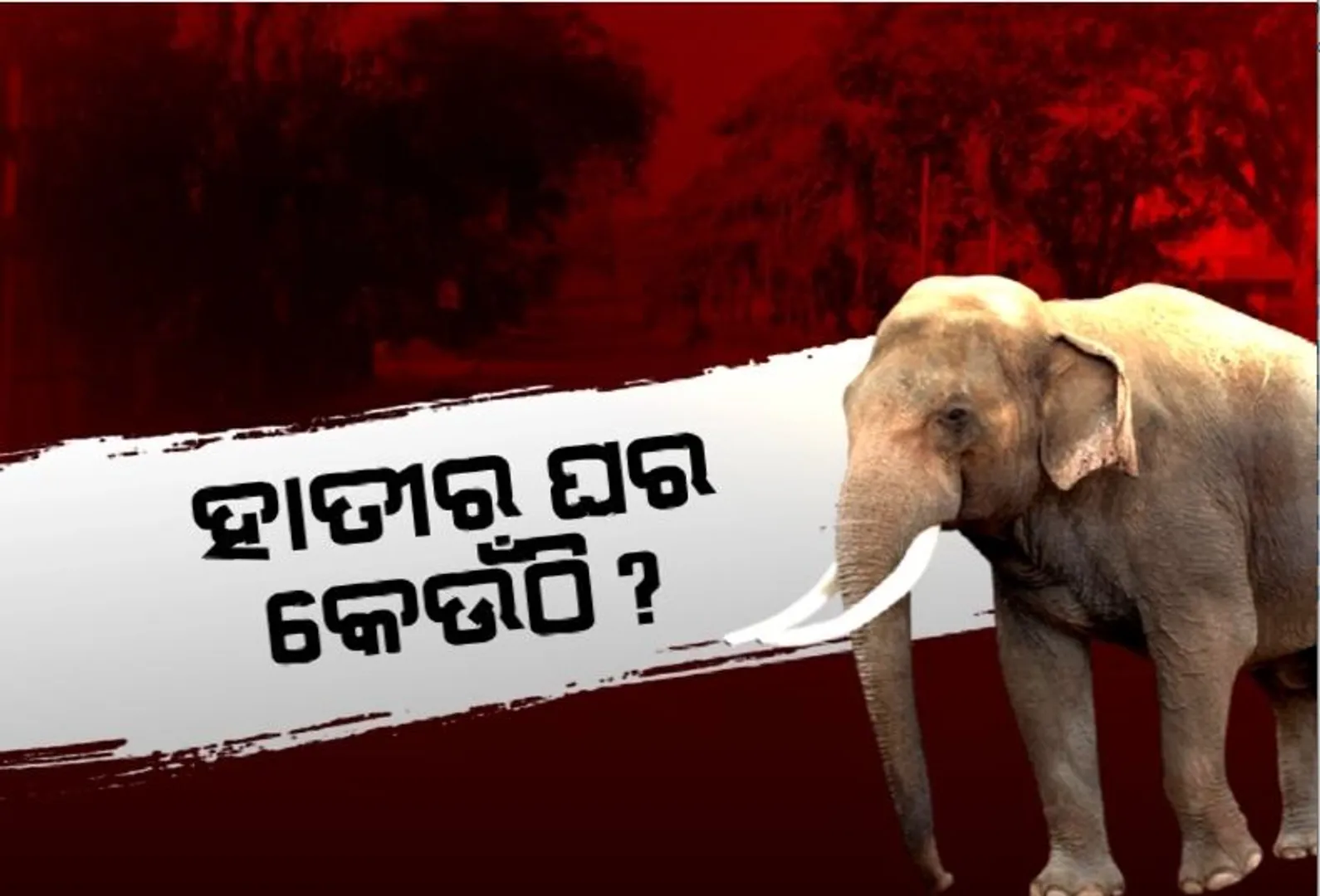 ଭୁବନେଶ୍ୱର ଭିତରେ ପଶିଯିବା ପରେ ହାତୀ ଖୋଜୁଛି ଘର ଠିକଣା। ଟ୍ରାଙ୍ଗୁଲାଇଜ୍ ହାତୀକୁ ଧରି ଏଜାଗାରୁ ସେ ଜାଗା ହେଲା ବନ ବିଭାଗ।