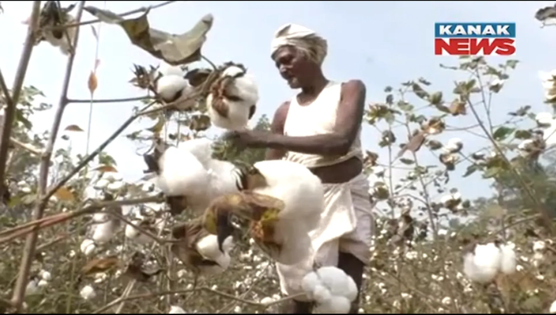 ଶୋଷଣର ଶିକାର ହେବେନି ବଲାଙ୍ଗିରର କପା ଚାଷୀ। ଖୁବ୍ ଶୀଘ୍ର ଜିଲ୍ଲାର ୩ଟି ମଣ୍ଡିରେ ଆରମ୍ଭ ହେବ କପା କିଣା। 