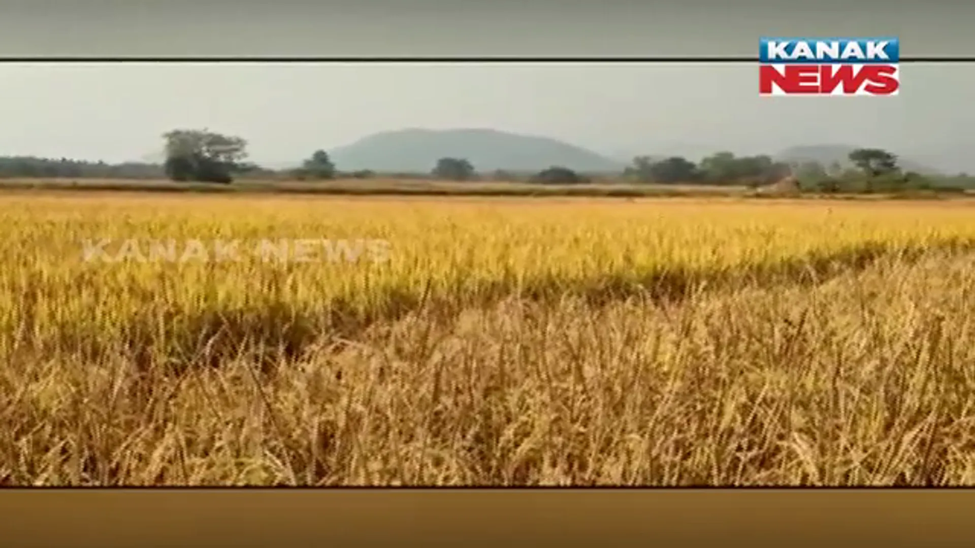 ସତ ଜମିରେ ମିଛ ଧାନଚାଷ। ଭଞ୍ଜନଗରରେ ପଞ୍ଜିକୃତ ପଡିଆରେ ଲାଗିଛି ନଡିଆ, କାଜୁ ଗଛ।