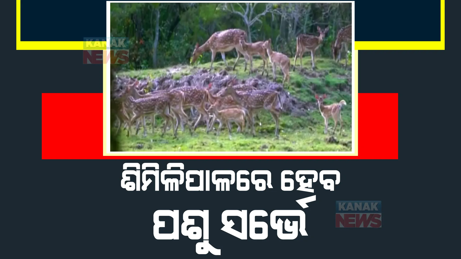 ଶିମିଳିପାଳରେ ପଶୁ ସର୍ଭେ। ବନ୍ୟଜନ୍ତୁଙ୍କ ସୁରକ୍ଷା ପ।।ଇଁ ଆରମ୍ଭ ହୋଇଛି ତଥ୍ୟ ସଂଗ୍ରହ ଅଭିଯାନ।