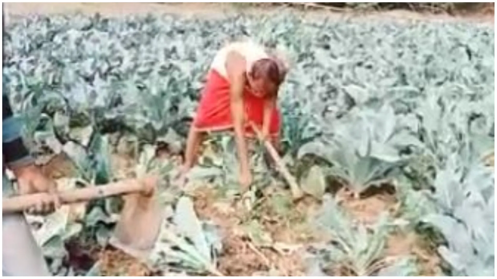 ଏକର ଏକର ଚାଷ ଜମିରୁ କୋବି ନଷ୍ଟ କରୁଛନ୍ତି ନିମାପଡା ଅଞ୍ଚଳର ଚାଷୀ।