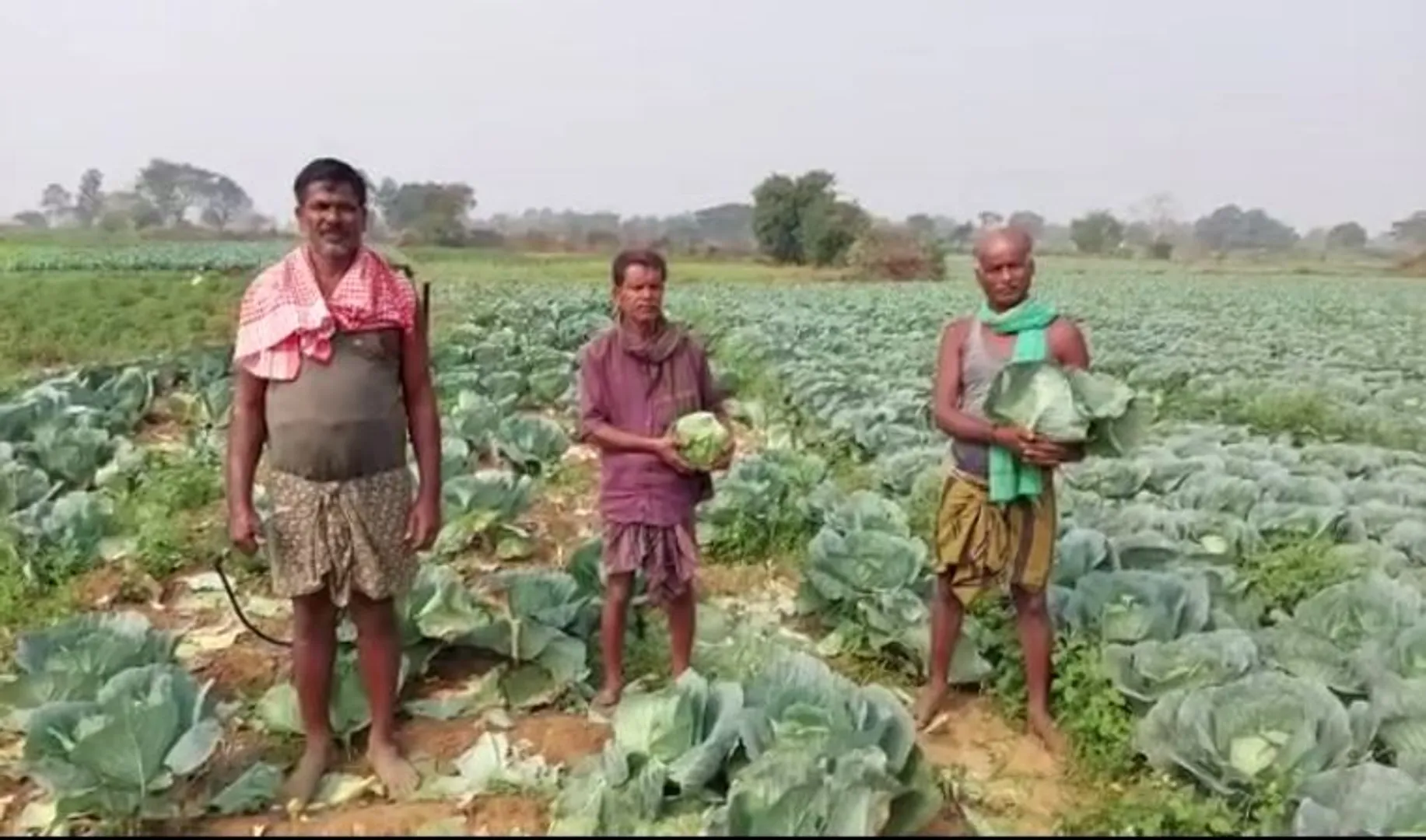 ଚିନ୍ତାରେ ଆଠଗଡ଼ ଅଞ୍ଚଳ ପରିବା ଚାଷୀ। ବିଲରେ ସଢ଼ୁଛି କୋବି, ଟମାଟୋ ଓ ଲଙ୍କା, ମିଳୁନି ଉଚିତ୍ ମୂଲ୍ୟ।