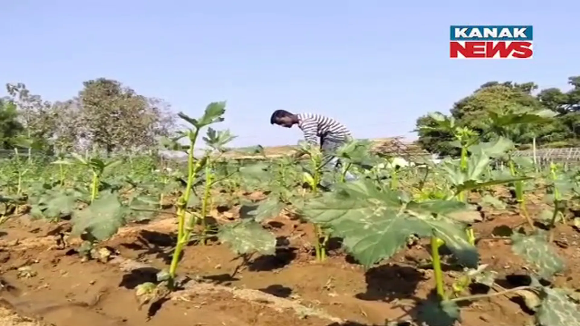 ୟୁଟ୍ୟୁବ୍ ଦେଖାଇଲା ରୋଜଗାରର ରାସ୍ତା। ଜୈବିକ ସାର ଓ ପନିପରିବା ଚାଷ କରି ଭଲ ରୋଜଗାର କରୁଛନ୍ତି ଉଦ୍ୟମୀ ଚାଷୀ ସୁମନ। 