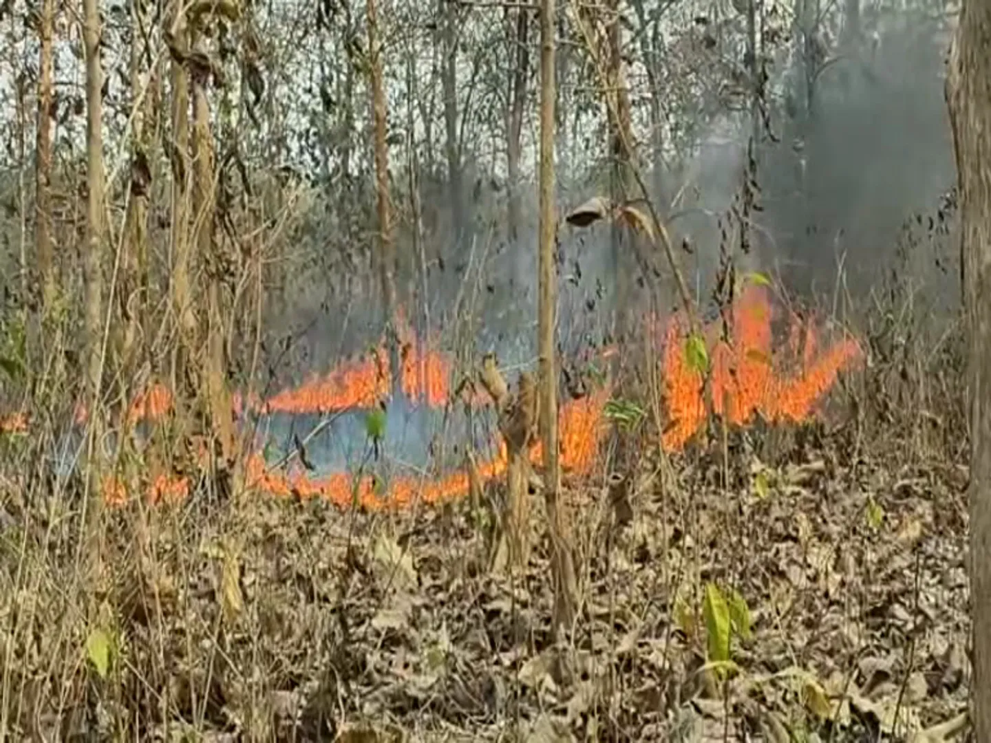 ହୁତ ହୁତ ହୋଇ ଜଳୁଛି ଜଙ୍ଗଲ। ଉଦଳା ବନାଞ୍ଚଳ ଟଣା ସାହି ସଂରକ୍ଷିତ ଜଙ୍ଗଲରେ ନିଆଁ।