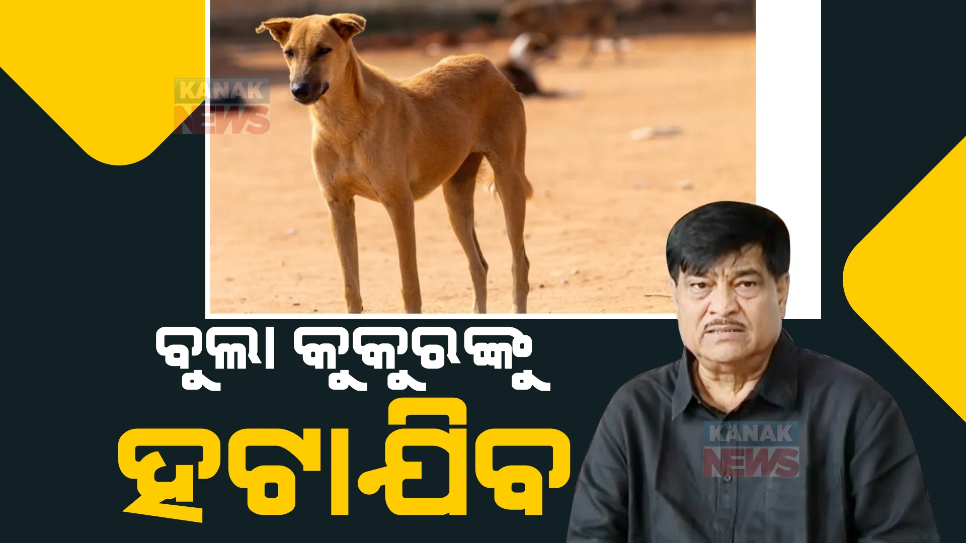 ରାସ୍ତାରୁ ହଟିବେ ବୁଲା କୁକୁର। ଜିଲ୍ଲା ମୁଖ୍ୟ ପଶୁ ଚିକିତ୍ସାଧିକାରୀଙ୍କୁ ନିର୍ଦ୍ଦେଶ ଦେଲେ ମନ୍ତ୍ରୀ।