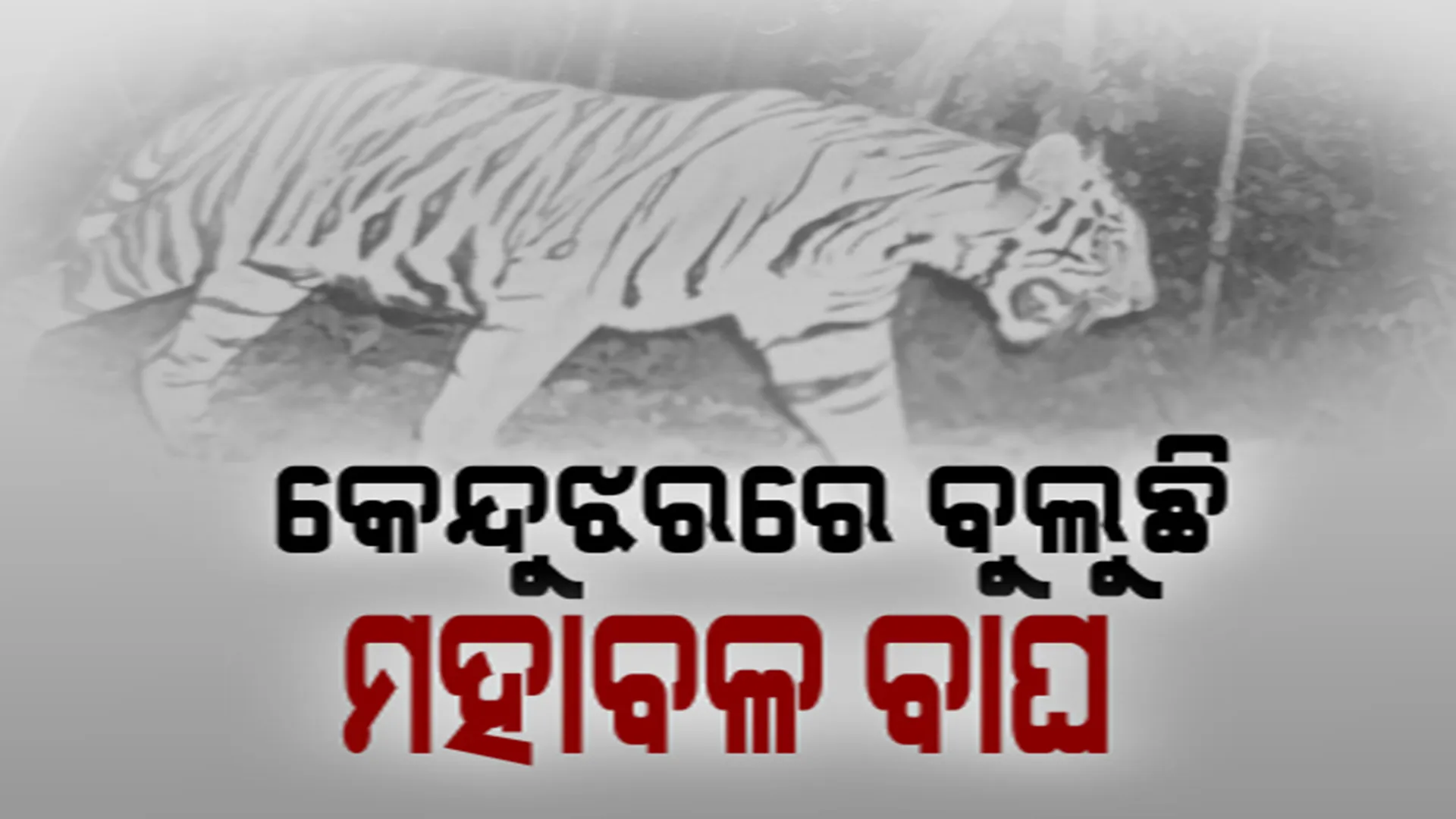 କେନ୍ଦୁଝର ଜଙ୍ଗଲରେ ବୁଲୁଛି ମହାବଳ ବାଘ। କ୍ୟାମେରାରେ କଏଦ ହେଲା ଫଟୋ