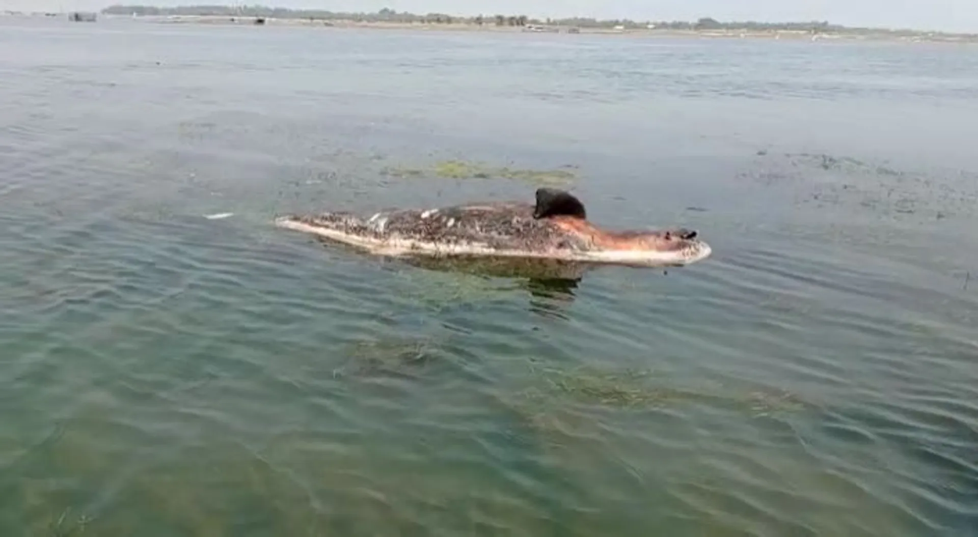 ଚିଲିକାରେ ଭାସୁଛି ମୃତ ଡଲଫିନ୍। ନିରବଦ୍ରଷ୍ଟା ସାଜିଛି ବନ ବିଭାଗ।