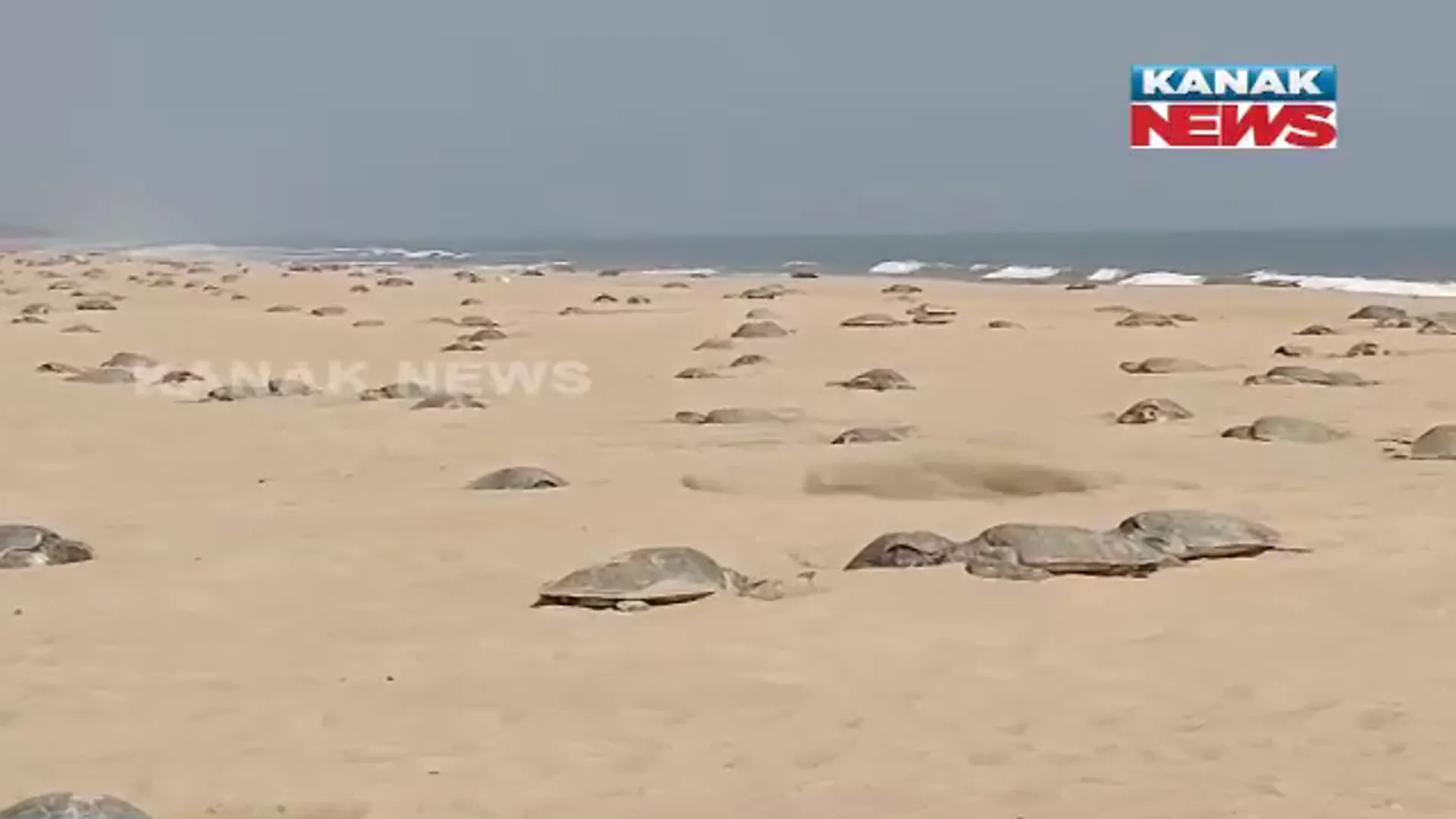 ରୁଷିକୁଲ୍ୟା ମୁହାଣ ବେଳାଭୂମିରେ ଅଲିଭ ରିଡଲେ କଇଁଛଙ୍କ ଗଣ ଅଣ୍ଡଦାନ। ବେଳାଭୂମି ୫ କିଲୋମିଟର ପର୍ଯ୍ୟନ୍ତ ବ୍ୟାରିକେଟ୍ ନିର୍ମାଣ। 