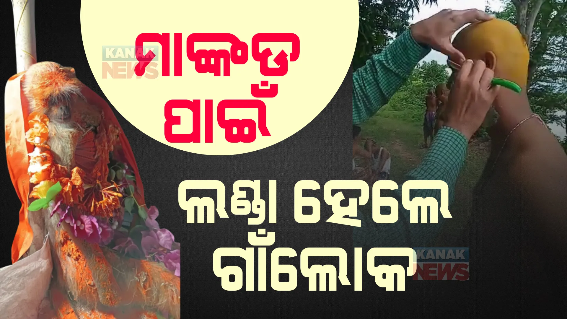 ବିଦ୍ୟୁତ୍ ଆଘାତରେ ମାଙ୍କଡର ମୃତ୍ୟୁ ହେବା ପରେ ମାନବିକତା ଦେଖାଇଲେ ଗାଁଲୋକେ । ଅନ୍ତିମ ସଂସ୍କାର ସହ କଲେ ଏକାଦଶାହ ।