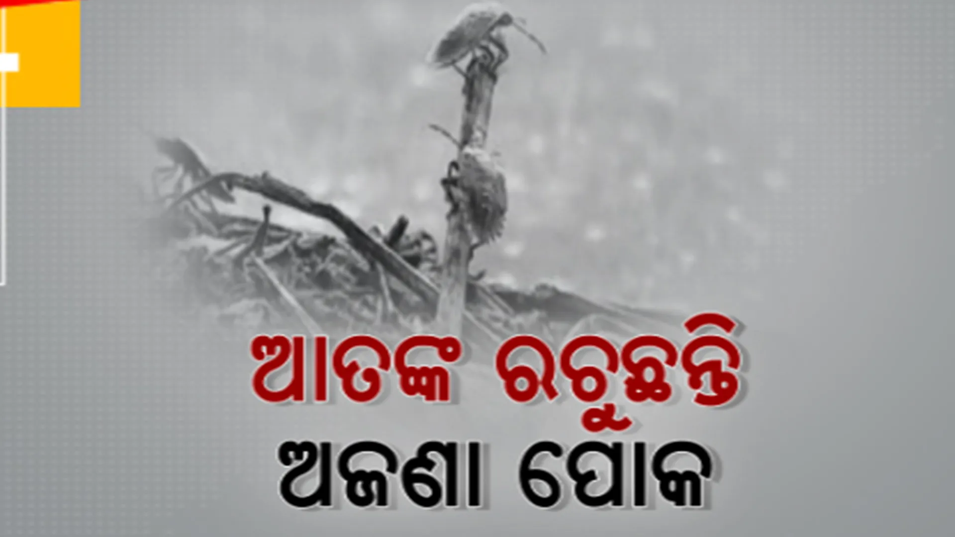 ବାଲେଶ୍ୱରରେ ଅଜଣା ପୋକ ଆତଙ୍କ। ଗଛ ପତ୍ର, ଘରଦ୍ୱାର ଚାରିଆଡ଼େ ଖାଲି ପୋକ ହିଁ ପୋକ।