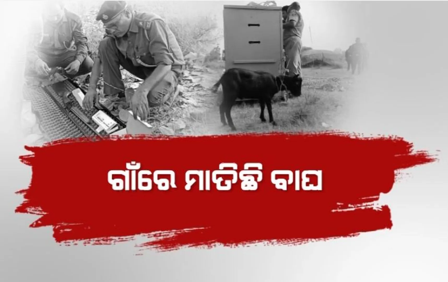 ଗାଁରେ ମାତିଛି ବାଘ, ଲୋକେ ଭୟଭୀତ। ଜାଲ ବିଛାଇଛି ବନବିଭାଗ।