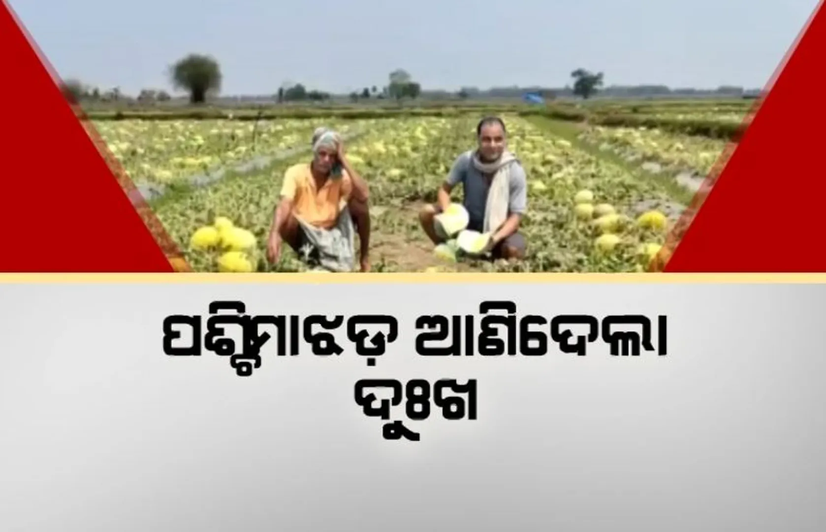 ପଶ୍ଚିମାଝଡ଼ ଆଣିଦେଲା ଦୁଃଖ। ଉଜାଡିଦେଲା ବାରିପଦା ଅଞ୍ଚଳର ଚାଷୀଙ୍କ ତରଭୁଜ ଫସଲ ।