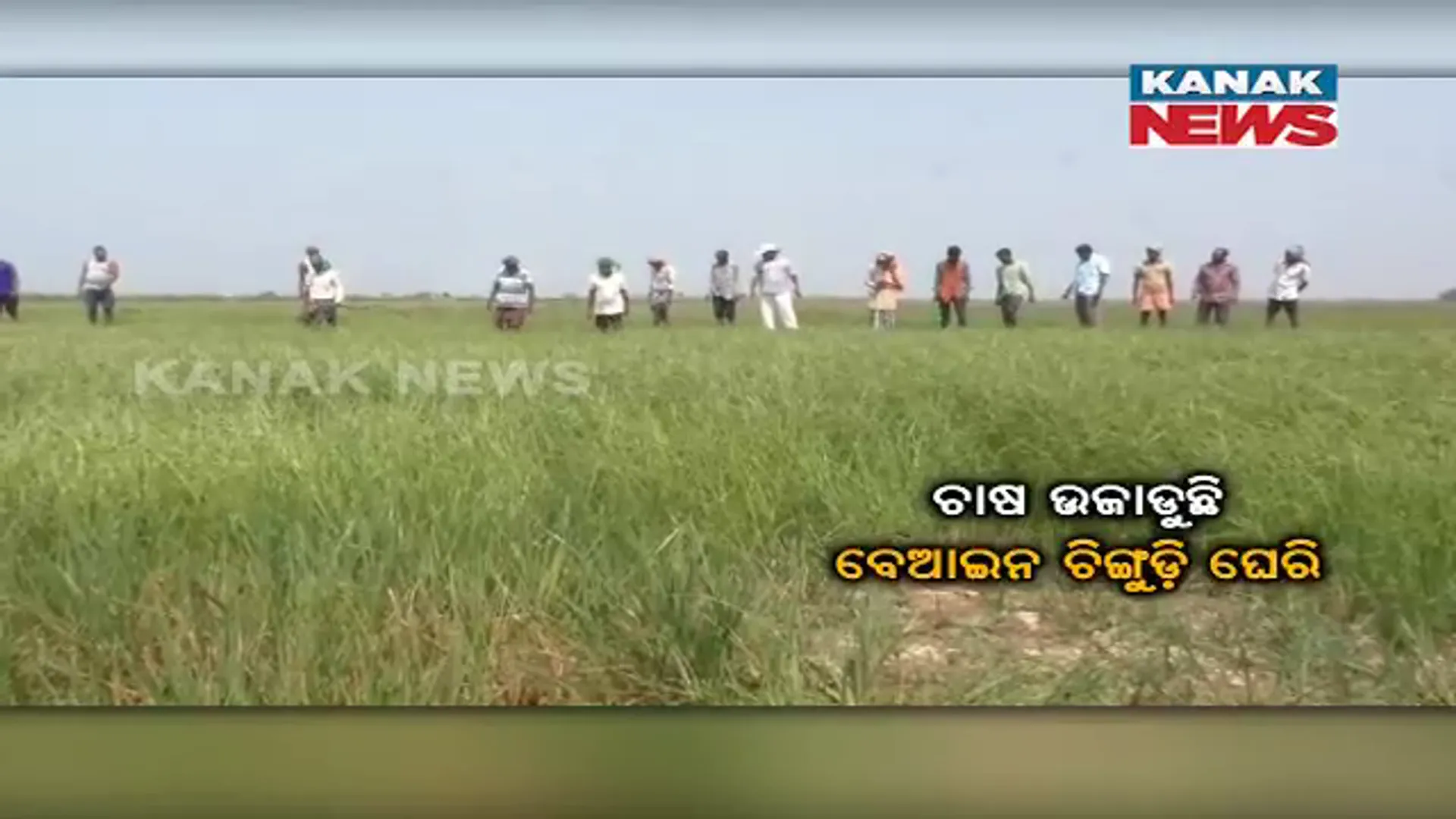 କେନ୍ଦ୍ରାପଡ଼ା ରାଜକନିକାରେ ଚାଷ ଉଜାଉଛି ଚିଙ୍ଗୁଡ଼ି ଘେରି। ଲୁଣା ଓ ରସାୟନିକ ପାଣି ଯୋଗୁଁ କ୍ଷତି ହେଉଛି ଫସଲ।