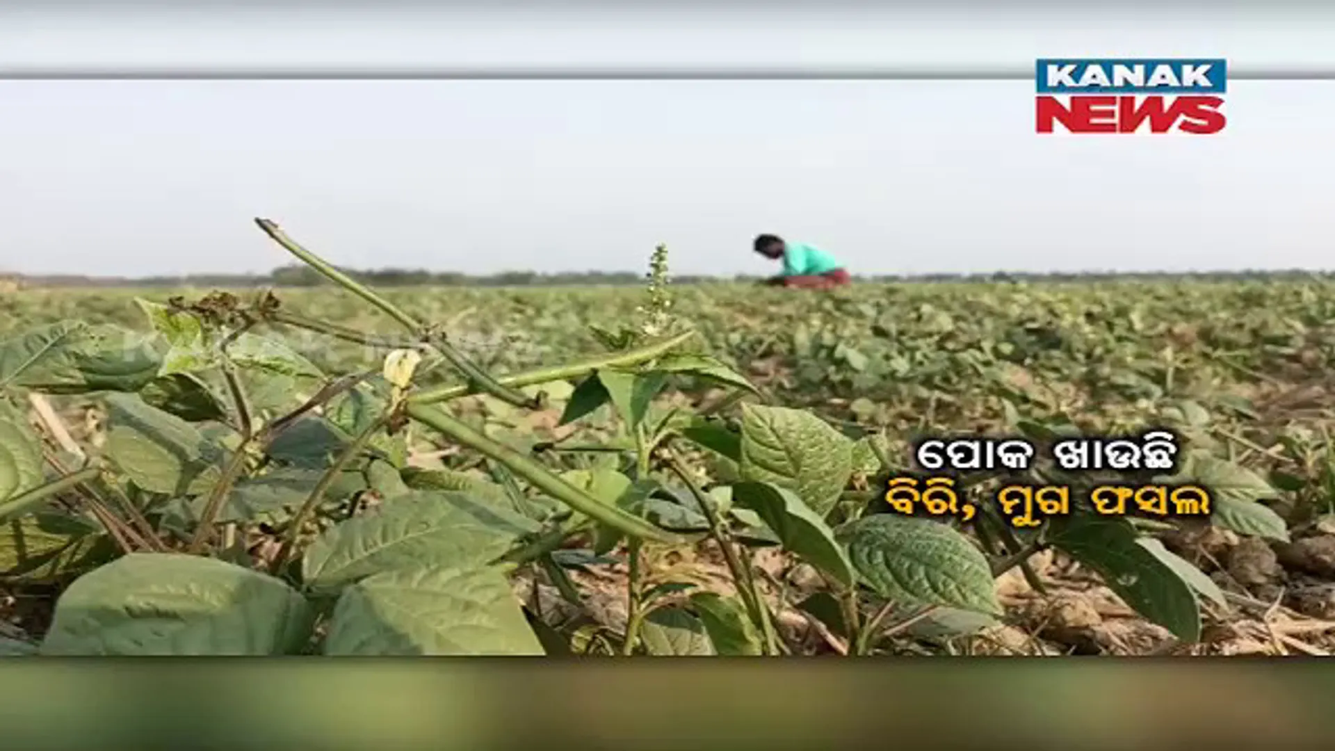 ଚିନ୍ତାରେ ସତ୍ୟବାଦୀ ଅଞ୍ଚଳର ବିରି ଓ ମୁଗ ଚାଷୀ। ପୋକ ଲାଗି ଚାଷ ନଷ୍ଟ।