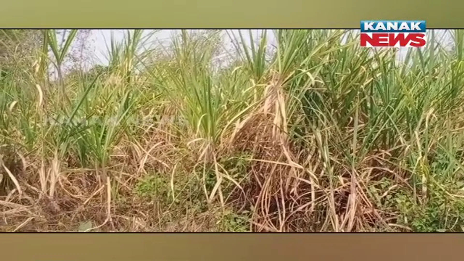 କଳାହାଣ୍ଡି ଜିଲ୍ଲାର ଅର୍ଥକାରୀ ଫସଲ ଆଖୁ ଚାଷ। ଗୋଲାମୁଣ୍ଡା ଓ ଜୁନାଗଡ଼ ବ୍ଲକରେ ୨୦ ହଜାର ହେକ୍ଟର ଜମିରେ ଆଖୁ ଚାଷ କରିଛନ୍ତି ଚାଷୀ।