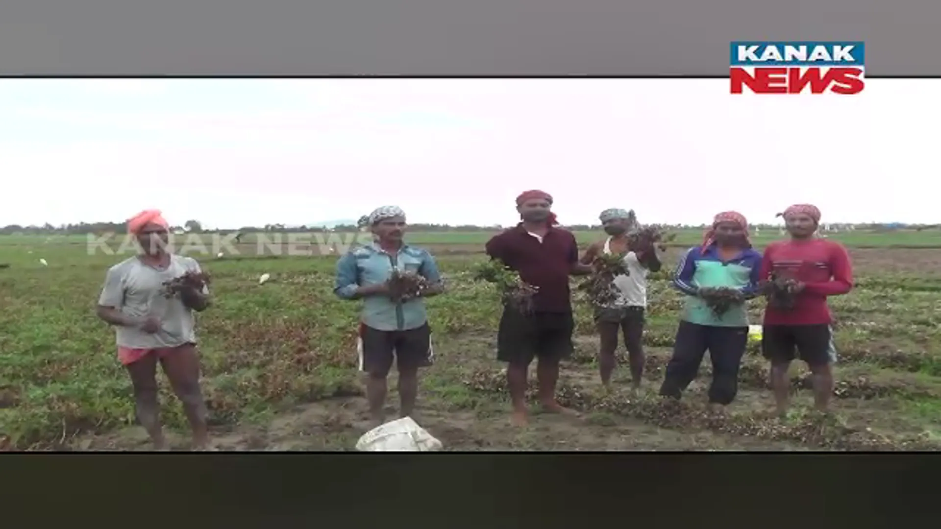 ପଶ୍ଚିମା ଝଡର ପ୍ରଭାବ, କୃଷ୍ଣପ୍ରସାଦ ବ୍ଲକରେ ନଷ୍ଟ ହୋଇଗଲା ଚିନାବାଦାମ ଫସଲ।