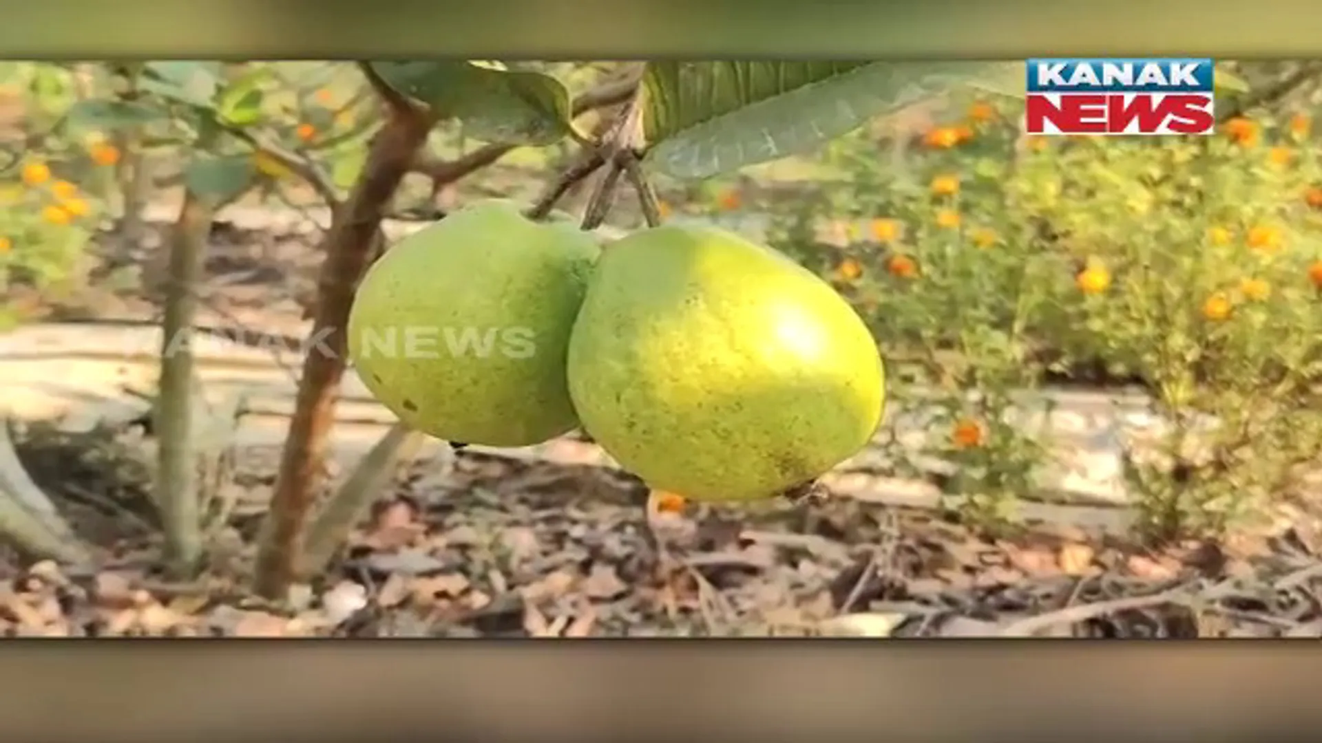 ପିଜୁଳି ଚାଷ କରି ପରିବାର ମୁହଁରେ ହସ ଫୁଟାଇଲେ ଗଜପତିର ମୋହନ ପାତ୍ର। ବଗିଚାରୁ ଉତ୍ପାଦନ ହେଉଛି ଟନ୍ ଟନ୍ ପିଜୁଳି।