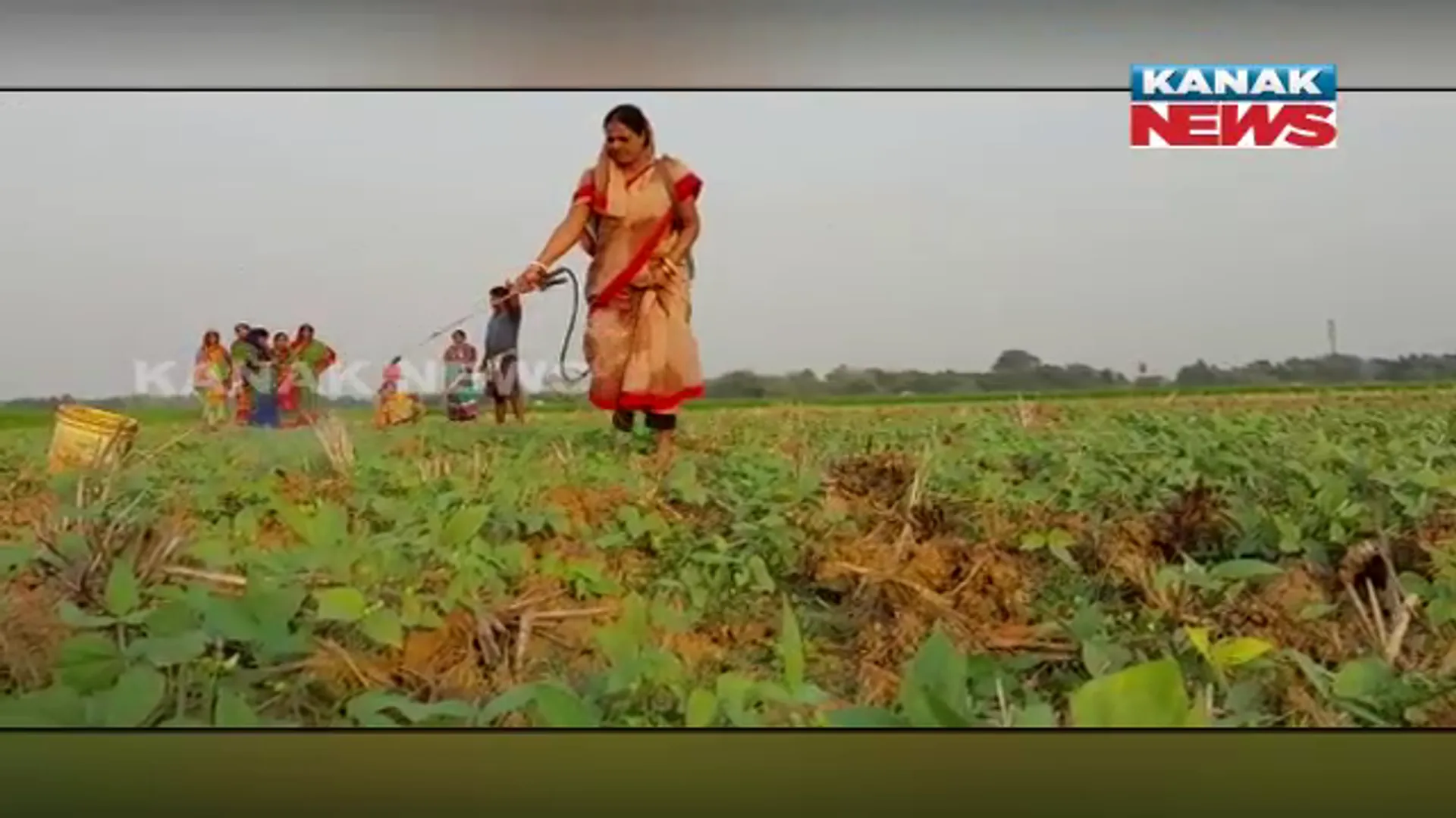 ମହିଳା କରୁଛନ୍ତି ମୁଗ ଚାଷ। ବସ୍ତା ମୁକୁଳସି ଗାଁରେ ଜମି ଲିଜରେ ନେଇ ଲାଭବାନ ହେଉଛନ୍ତି ୨୦ ମହିଳା।