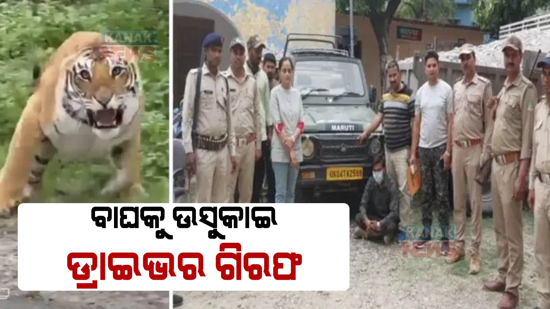 ଜାତୀୟ ଉଦ୍ୟାନ ଭିତରେ ବାଘକୁ ଉସକାଉଥିଲେ, ଭିଡ଼ିଓ ଭାଇରାଲ ହେବା ପରେ ଗିରଫ ହେଲେ ।