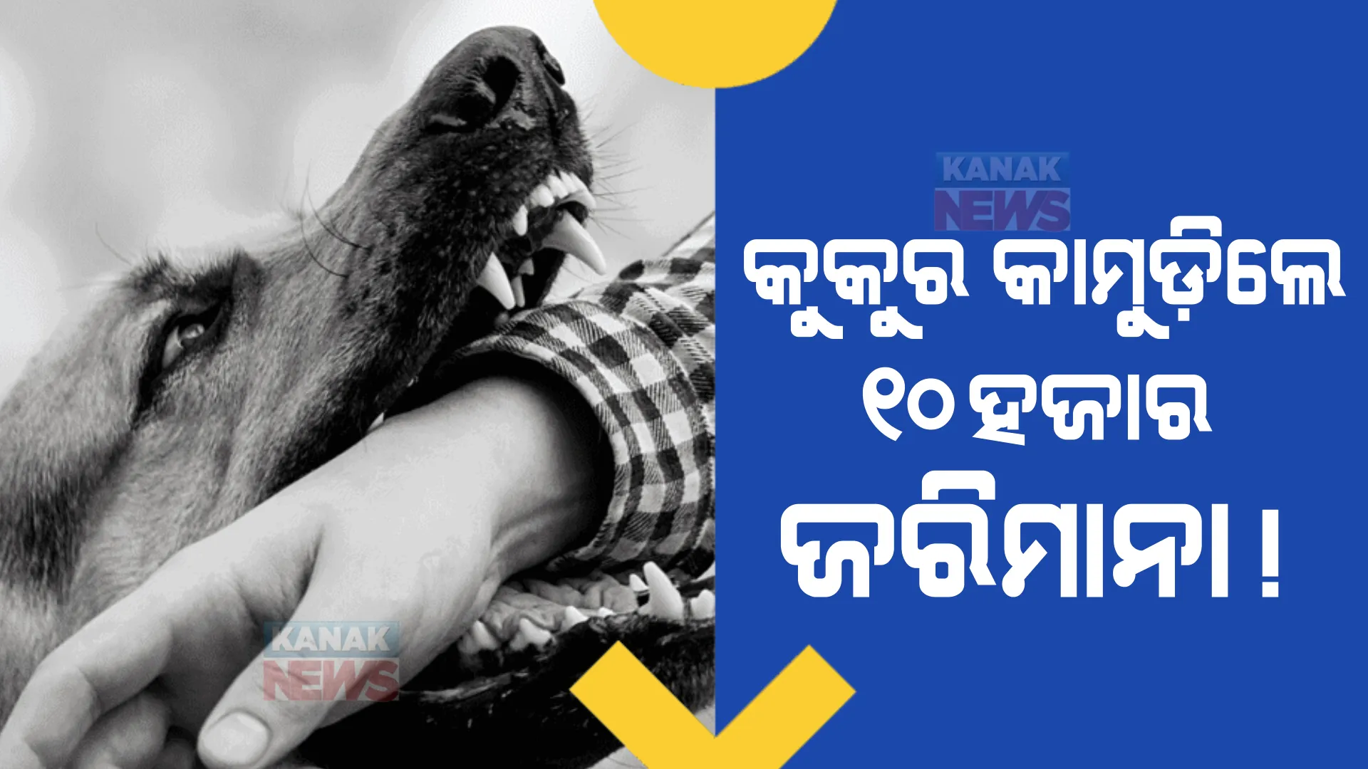 ପୋଷା କୁକୁର କାମୁଡିଲେ ଦେବାକୁ ପଡ଼ିବ ୧୦ହଜାର ଟଙ୍କା ଜରିମାନା। ବିଏମସି ପୋଷା କୁକୁରଙ୍କ ପାଇଁ ଆଣିବାକୁ ଯାଉଛି ବଡ଼ ନିୟମ।