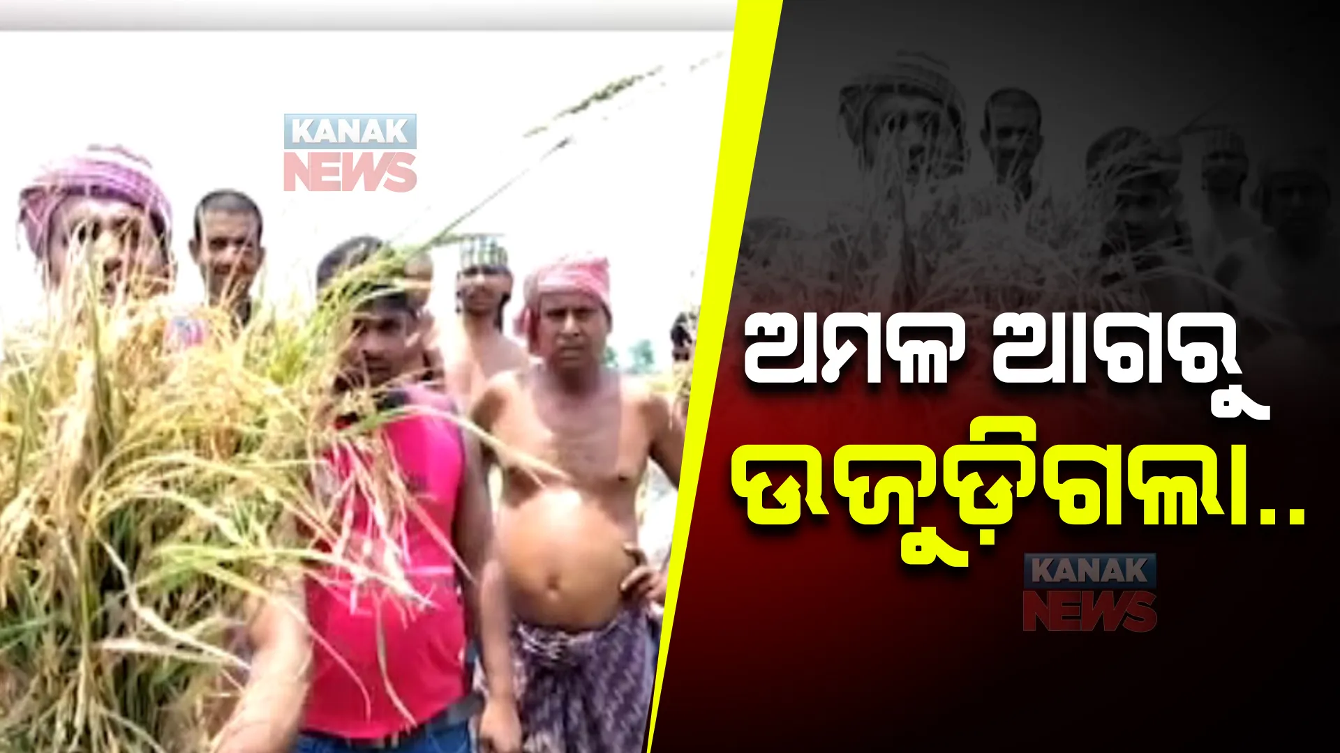 ଧାନ ବିଲରେ କାଳବୈଶାଖୀ ପ୍ରଭାବ। ଅମଳ ଆଗରୁ ଉଜୁଡି଼ଗଲା ଧାନ ଫସଲ।