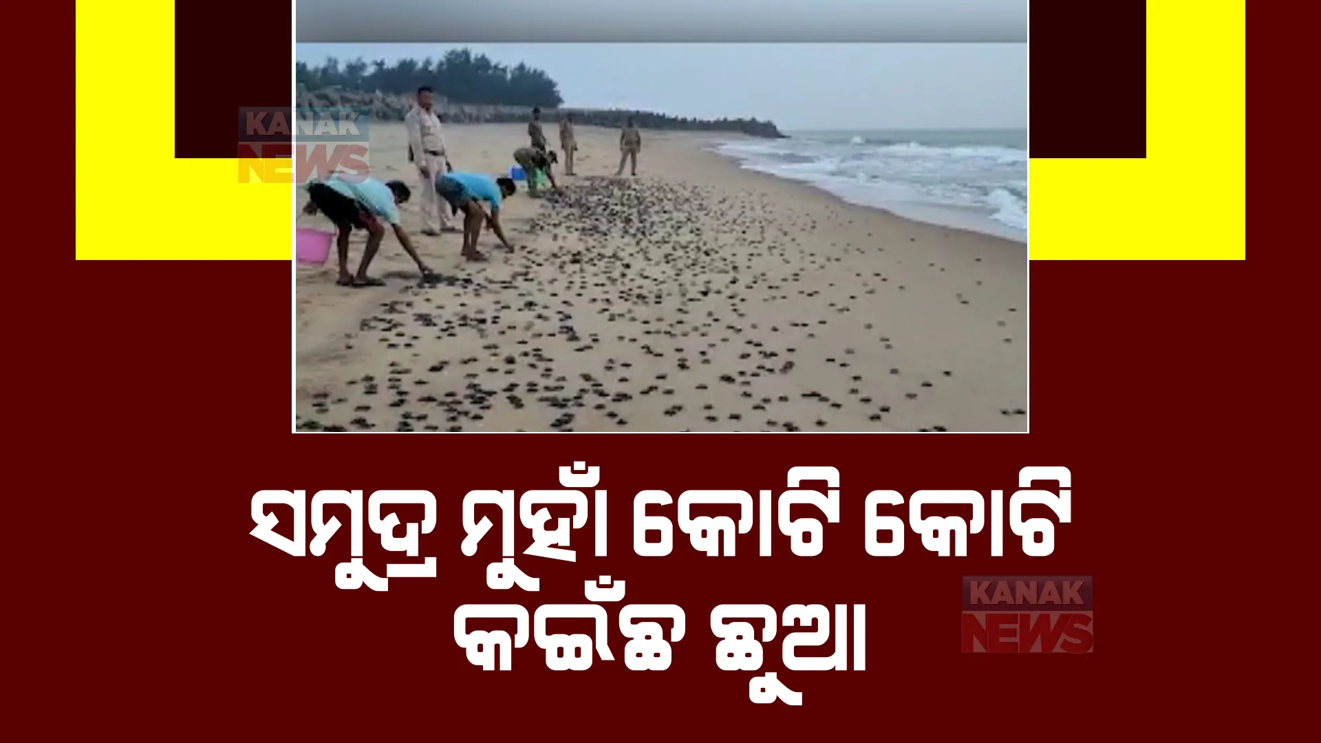 ସମୁଦ୍ର ମୁହାଁ କୋଟି କୋଟି କଇଁଛ ଛୁଆ। ଗହୀରମଥାରେ ଗତ ଫେବୃଆରୀରେ ସାମୂହିକ ଅଣ୍ଡାଦାନ କରିଥିଲେ ମା’ କଇଁଛ।