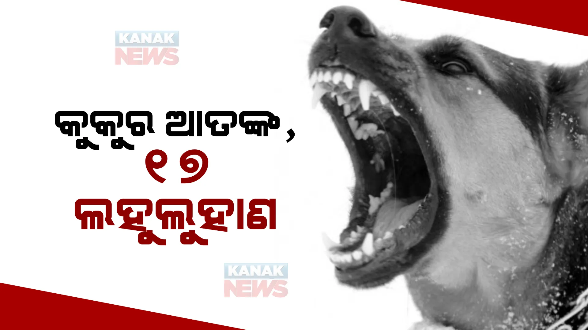 କଣାସ ଅଞ୍ଚଳରେ କୁକୁର ଆତଙ୍କ, ୧୭ ଲହୁଲୁହାଣ
