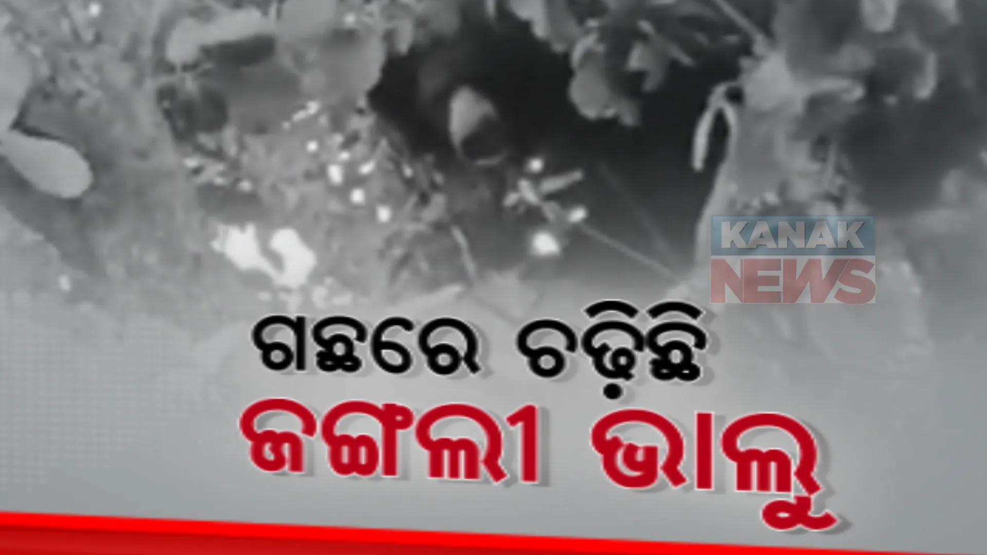 ଗଛରେ ଭାଲୁ, ତଳେ ଜଗିଛନ୍ତି ବନ କର୍ମଚାରୀ। ନବରଙ୍ଗପୁରରେ ଜଙ୍ଗଲ ଛାଡି ବାରମ୍ବାର ଗାଁ ମୁହାଁ ହେଉଛନ୍ତି ଜଙ୍ଗଲୀ ଜନ୍ତୁ