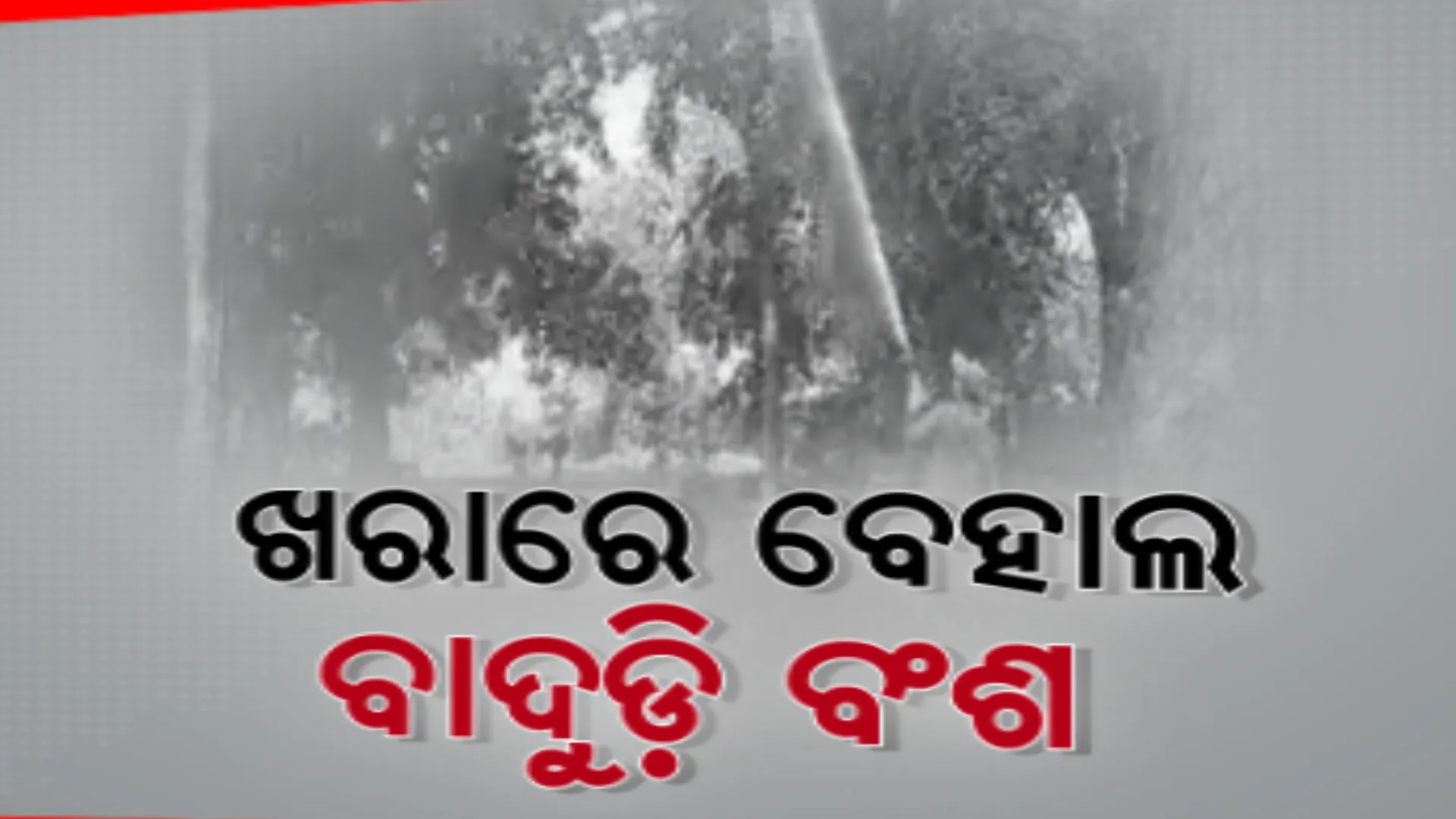 କାମାକ୍ଷାନଗର ବିରାଶାଳ ଗାଁରେ ତାତି ଯୋଗୁଁ ମରିପଡ଼ୁଛନ୍ତି ଶହ ଶହ ବାଦୁଡ଼ି । ପାଣି ସିଞ୍ଚନ କରି ବଞ୍ଚାଇବାକୁ ପ୍ରୟାସ ଜାରି