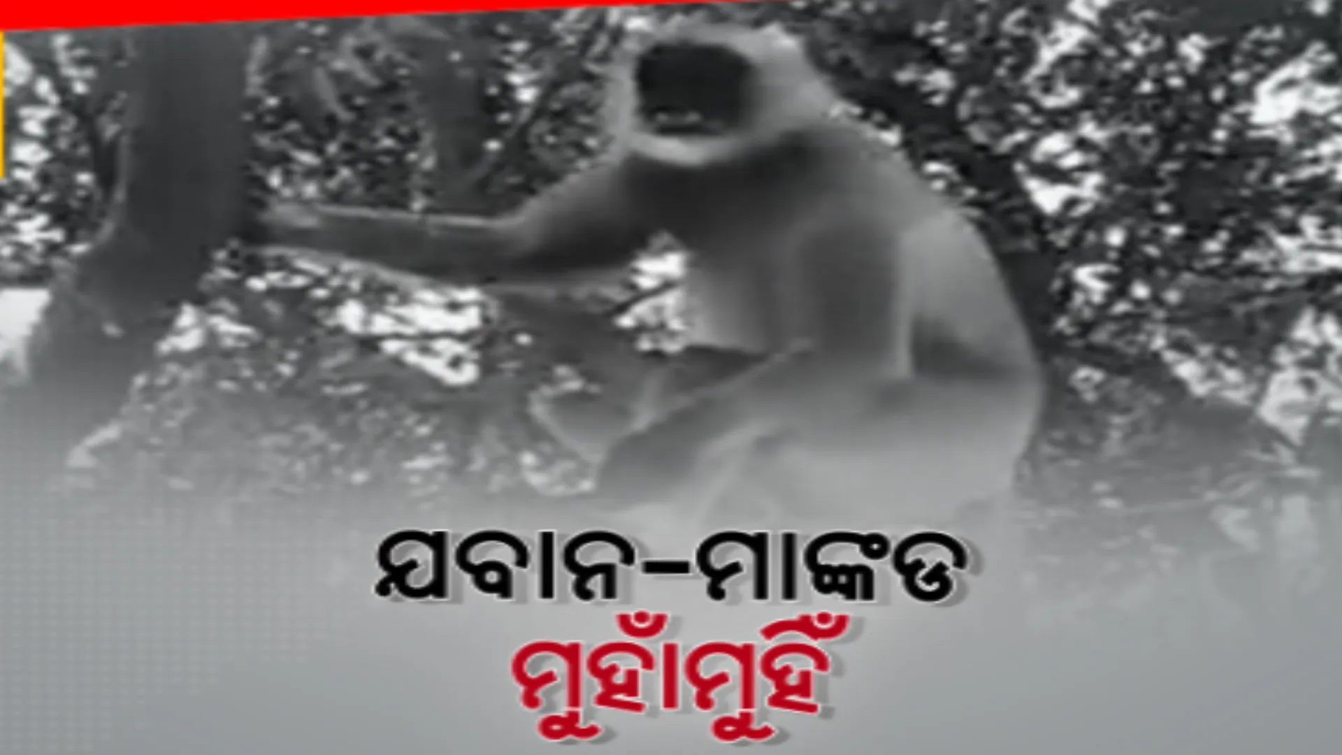 ଏନଡିଆରଏଫ କ୍ୟାମ୍ପରେ ମାଙ୍କଡ ଆତଙ୍କ । ମାଙ୍କଡ ଆକ୍ରମଣରେ ୫ ଏନଡିଆରଏଫ ଯବାନ ଆହତ