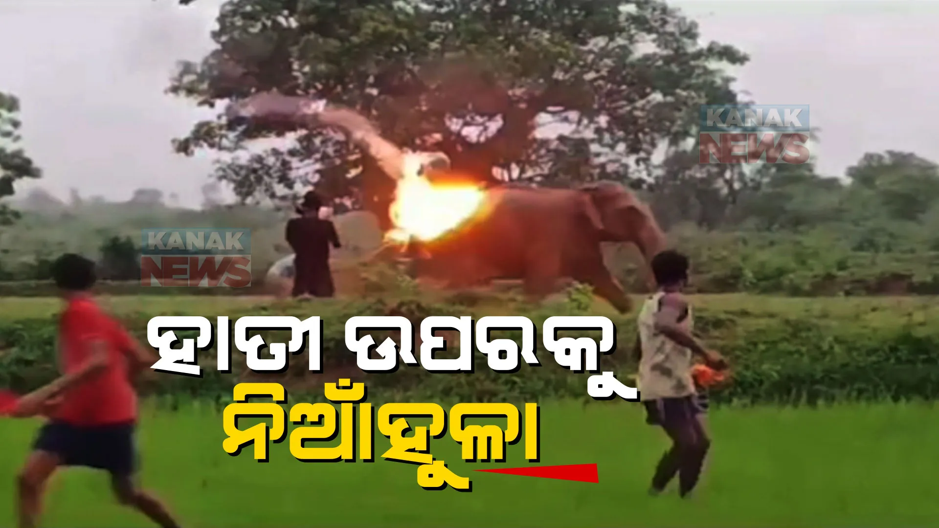 ଉତ୍ପାତ କରୁଛନ୍ତି ହାତୀପଲ, ଘଉଡାଇବା ପାଇଁ ନିଆଁହୁଳା ମାଡ଼
