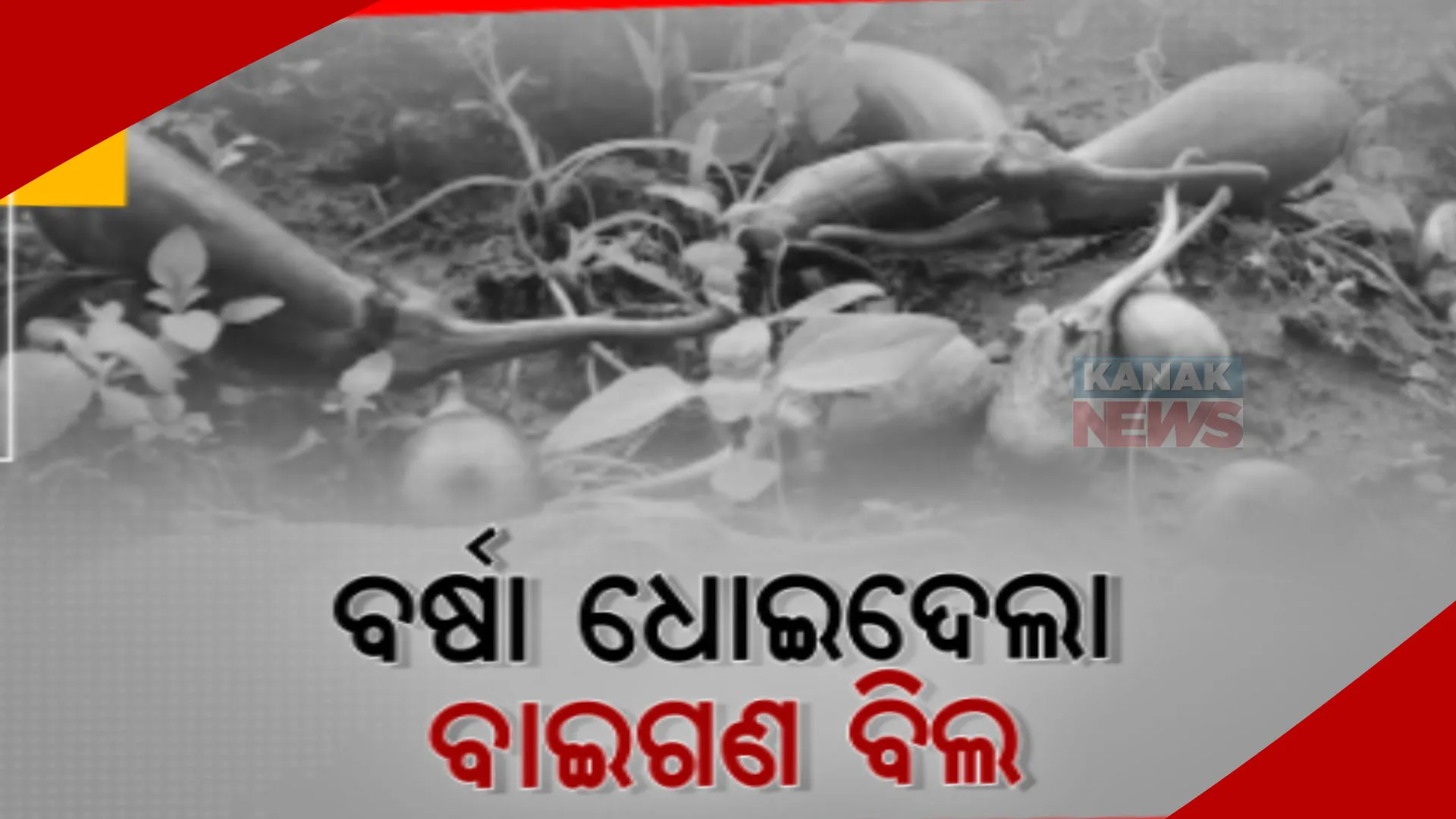 ଚାଷୀଙ୍କ ଆଶା ଧୋଇଦେଲା ବର୍ଷା। ଅନୁଗୁଳରେ ପ୍ରବଳ ବର୍ଷା ଯୋଗୁଁ ଏକର ଏକର ଜମିରେ ଫସଲ ନଷ୍ଟ