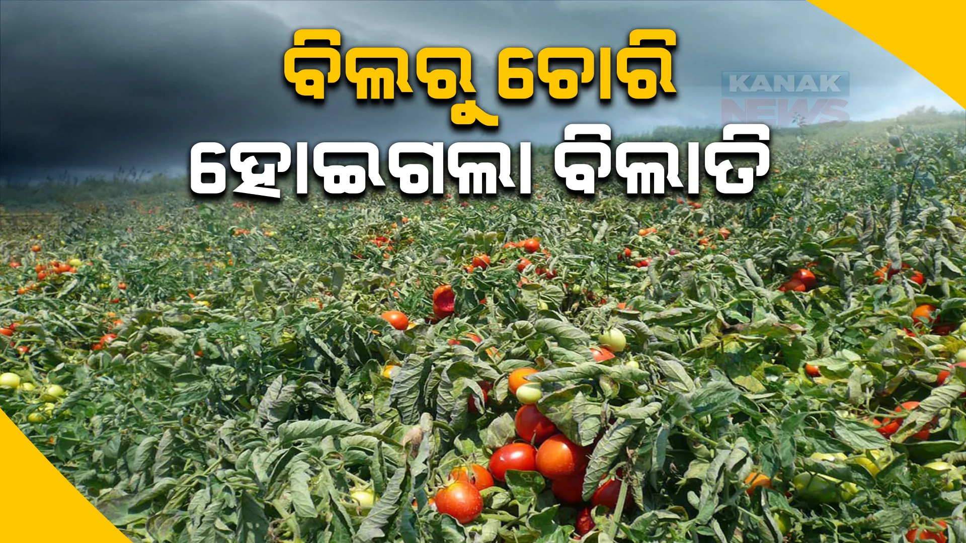 ପରିବା ଦର ବୃଦ୍ଧି ଭିତରେ ଆସିଲା ଅଭାବନୀୟ ଖବର, ବିଲରେ ପଶି ୨.୫ଲକ୍ଷ ଟଙ୍କାର ବିଲାତି ଚୋରି କରିନେଲେ ଚୋର