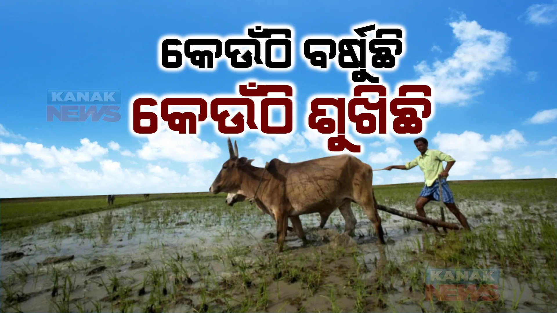 କେଉଁଠି ଶୁଖିଛି, କେଉଁଠି ବର୍ଷୁଛି ! ଜଳ ଯନ୍ତ୍ରଣାର ଏକାଧିକ ଚିତ୍ର