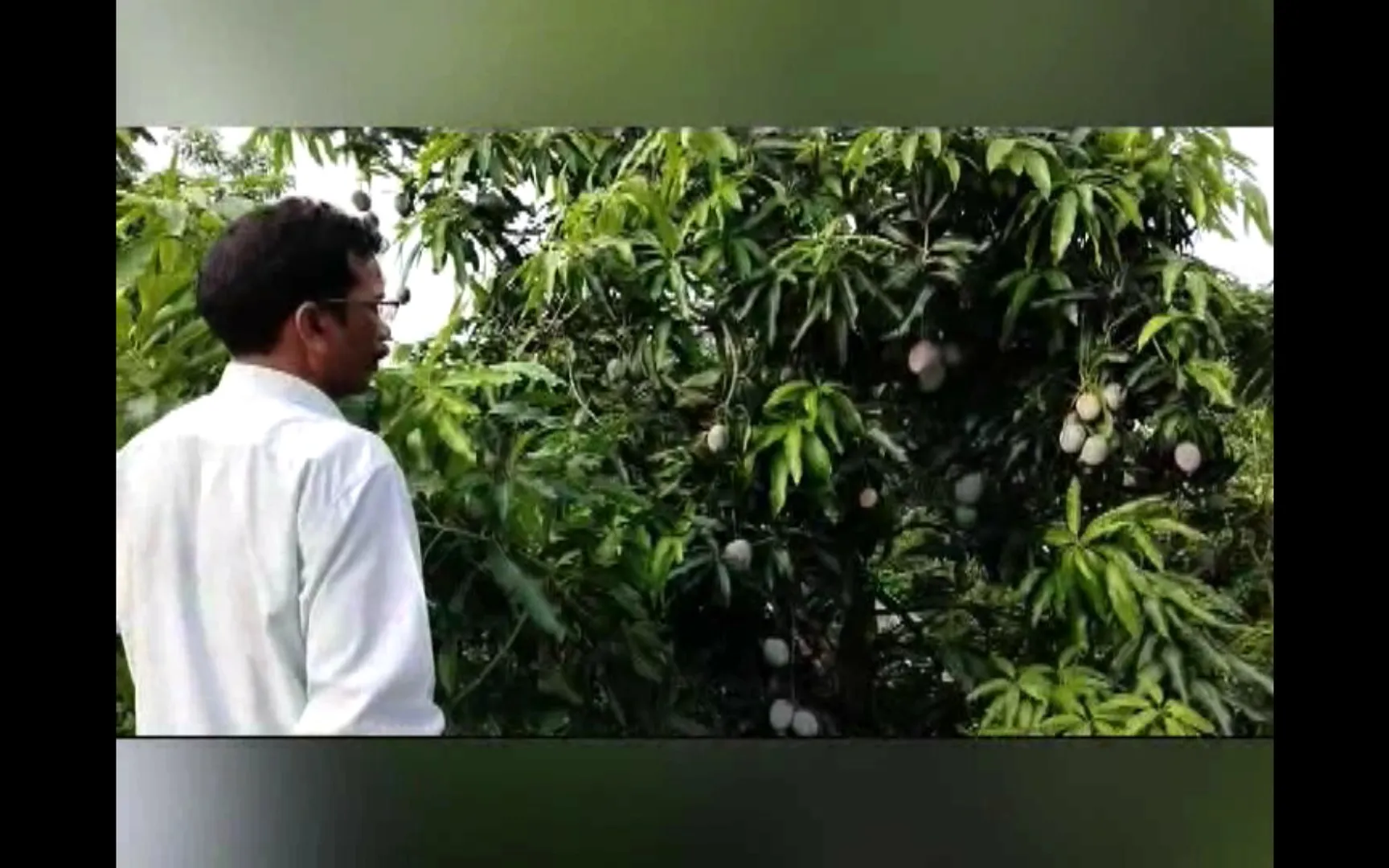 କଳାହାଣ୍ଡିର ନିଆରା ଶିକ୍ଷକ । ବିଶାଳ ବଗିଚା କରି ଚାଷ କରୁଛନ୍ତି ଜାପାନର ମିଆଜାକି ଆମ୍ବ